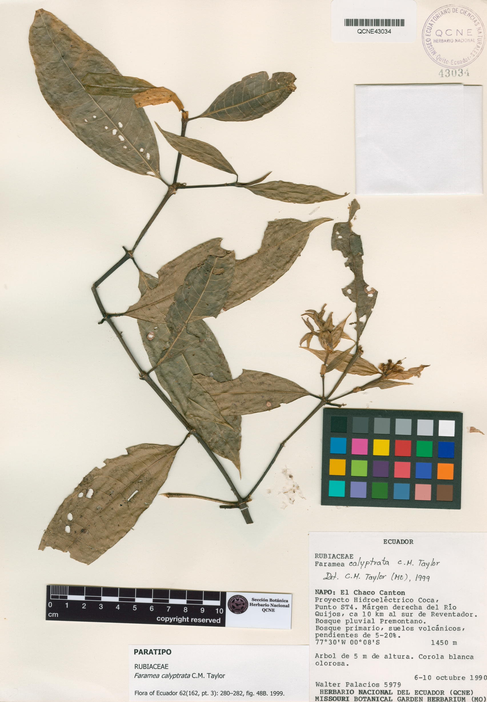 Faramea calyptrata image