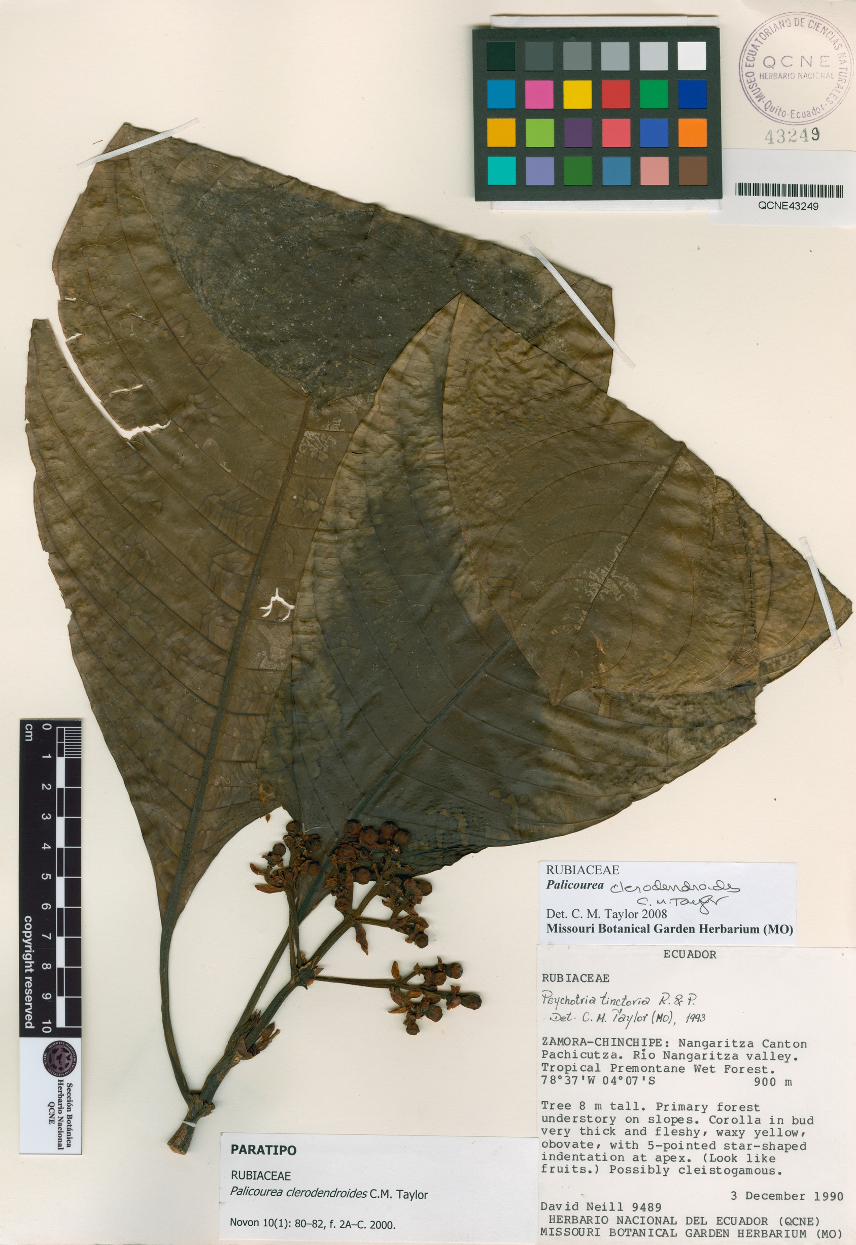 Palicourea clerodendroides image