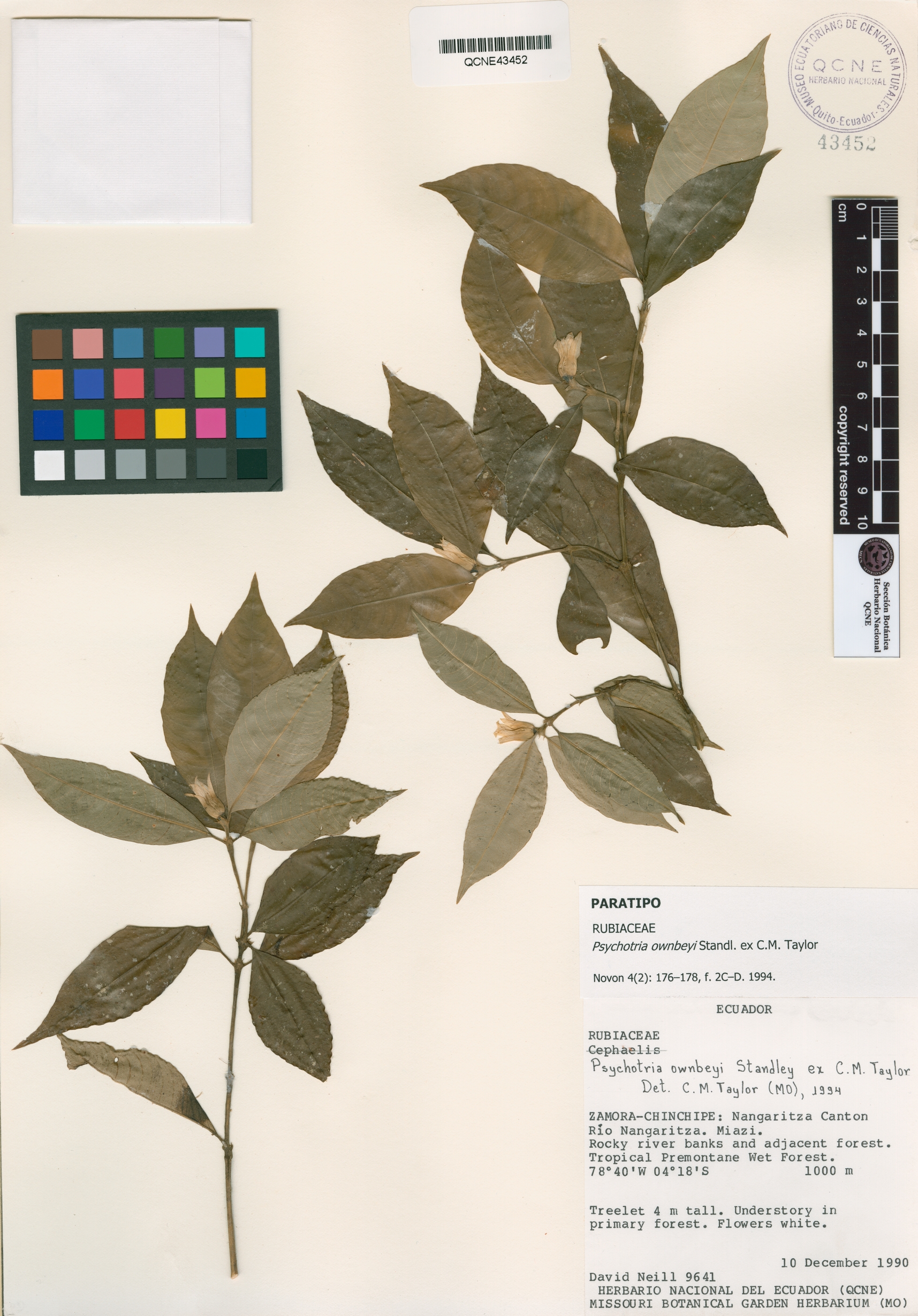 Psychotria ownbeyi image