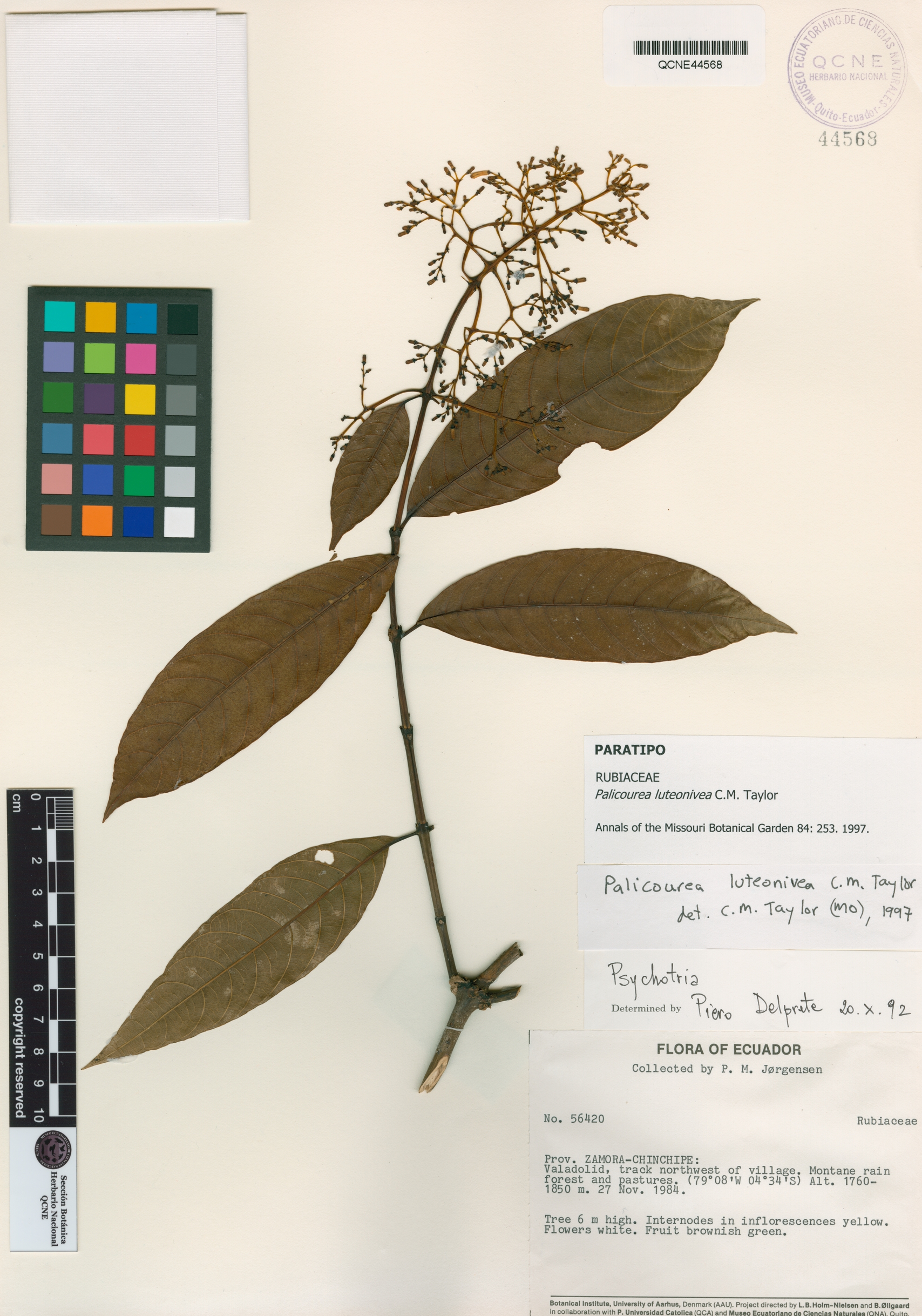 Palicourea luteonivea image