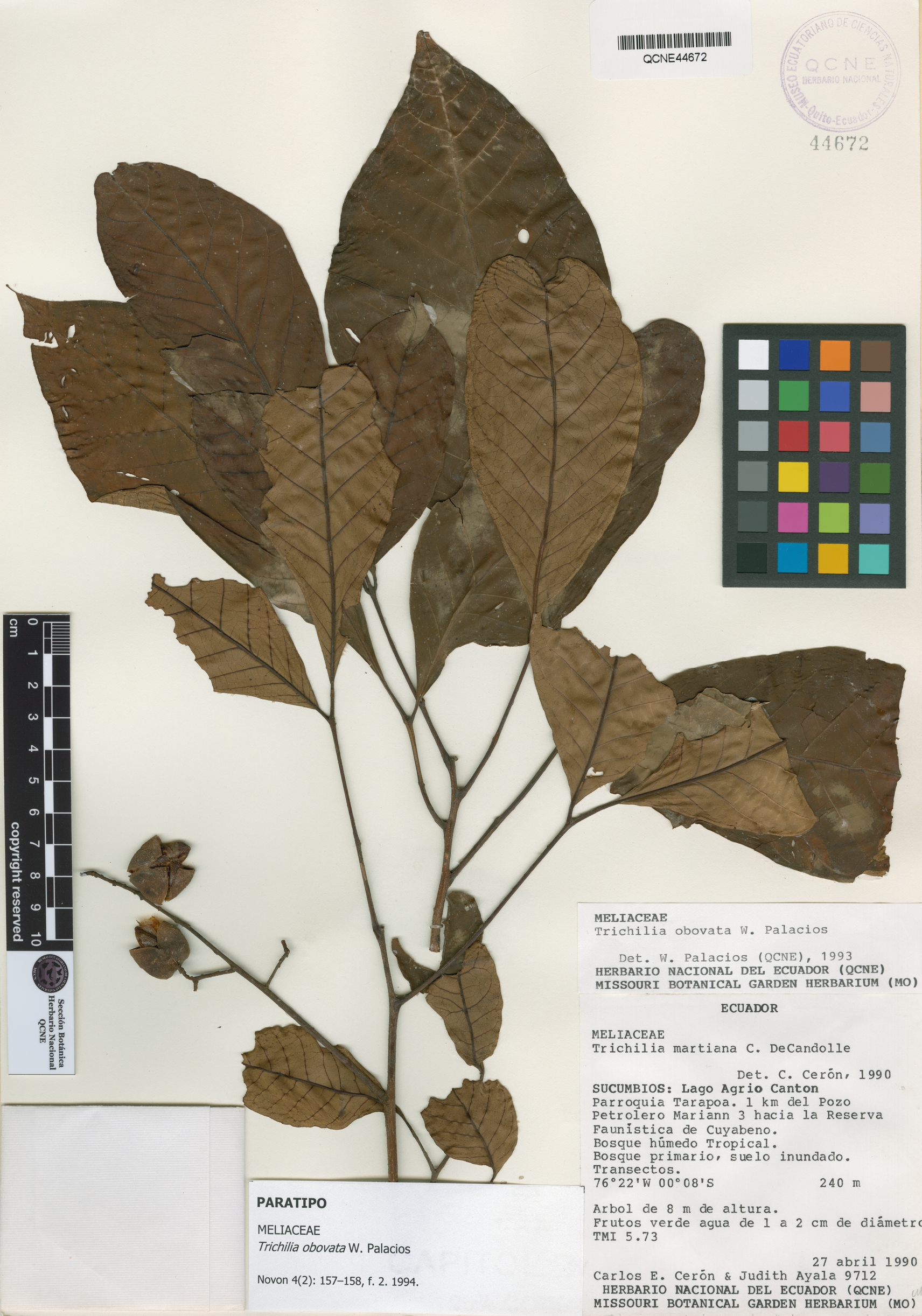 Trichilia obovata image