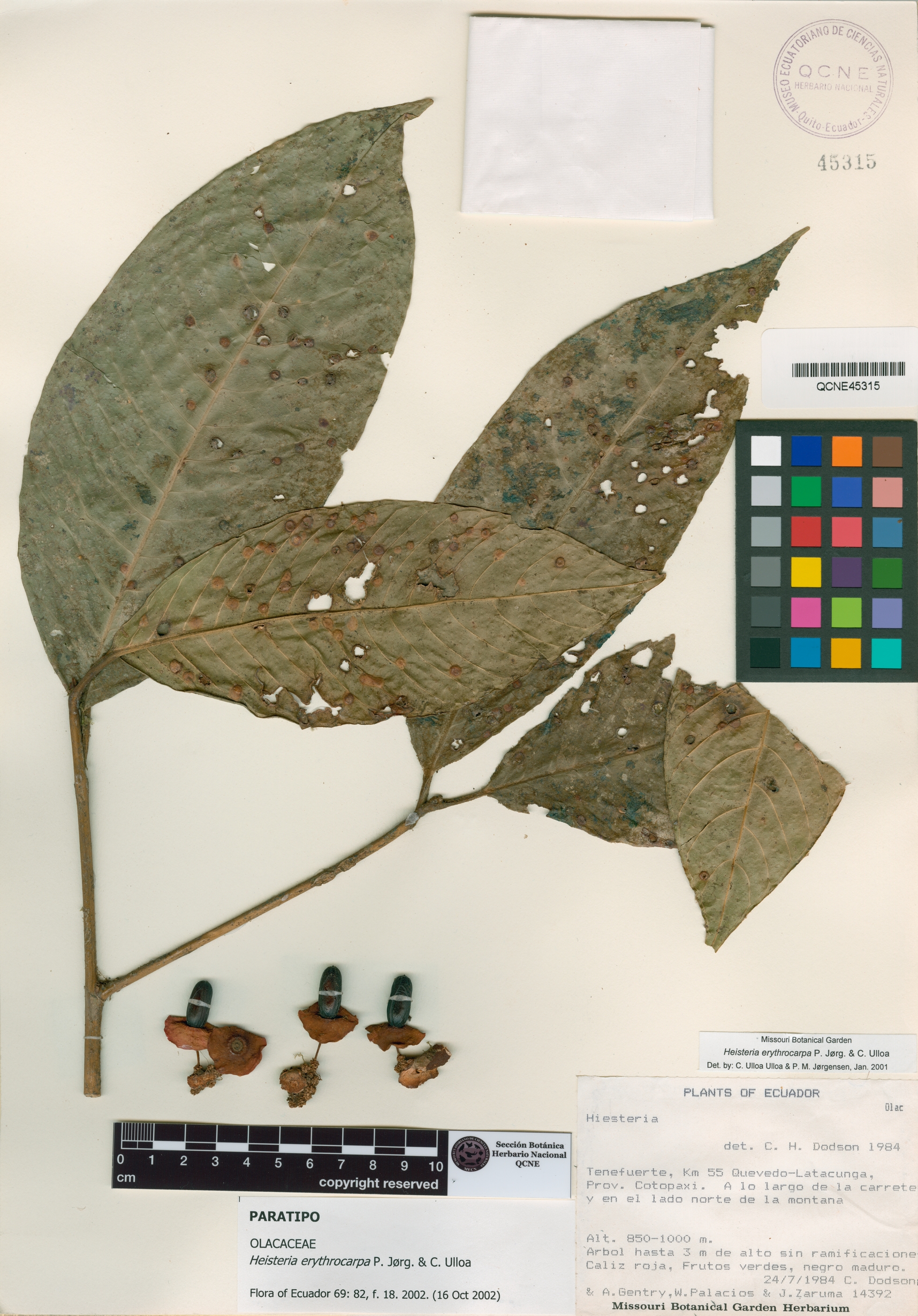 Heisteria erythrocarpa image