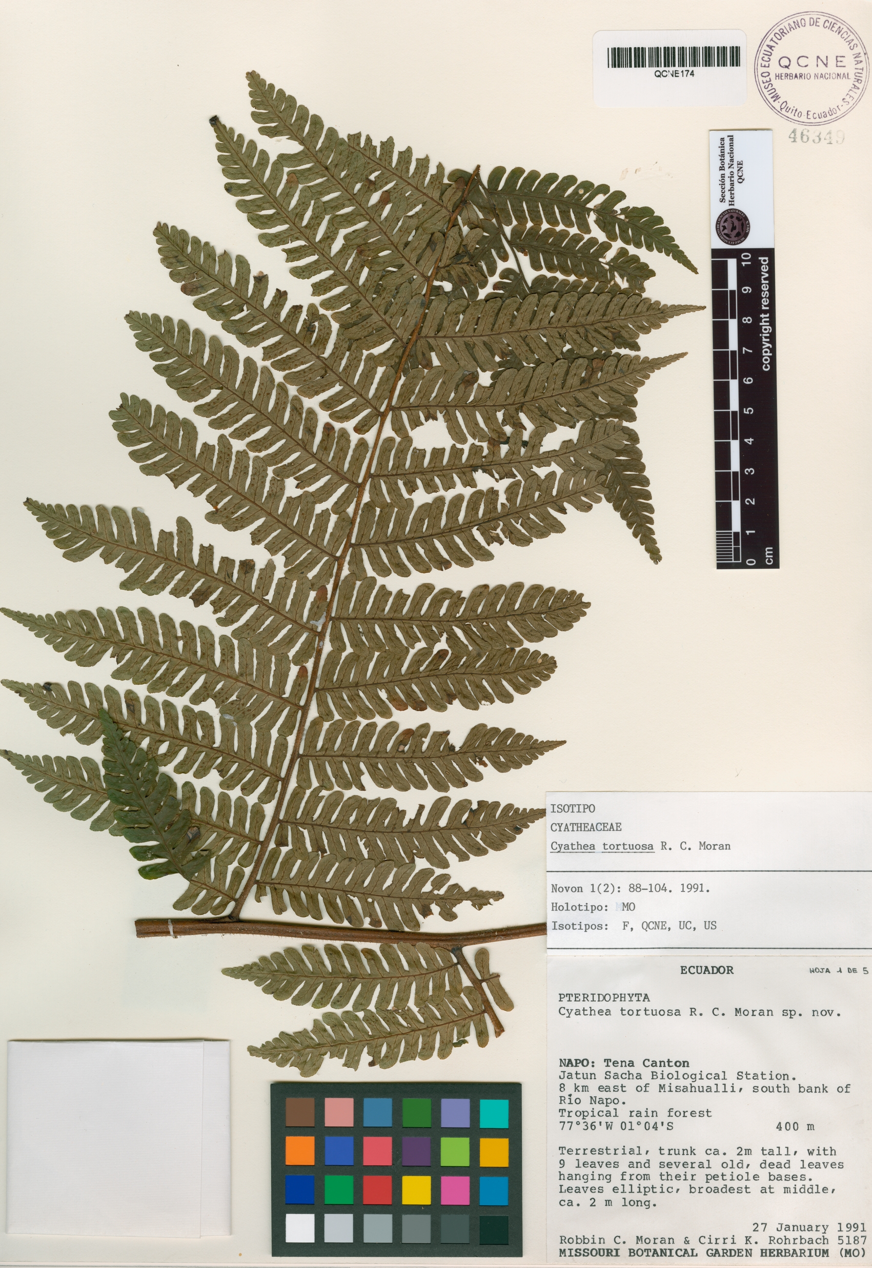 Cyathea tortuosa image