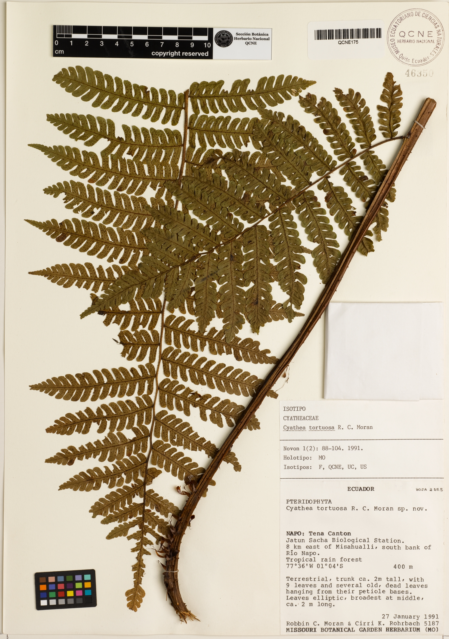 Cyathea tortuosa image