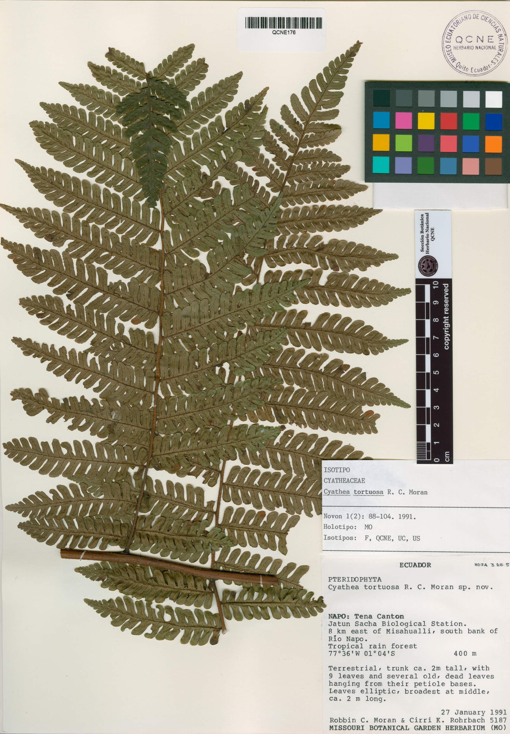 Cyathea tortuosa image