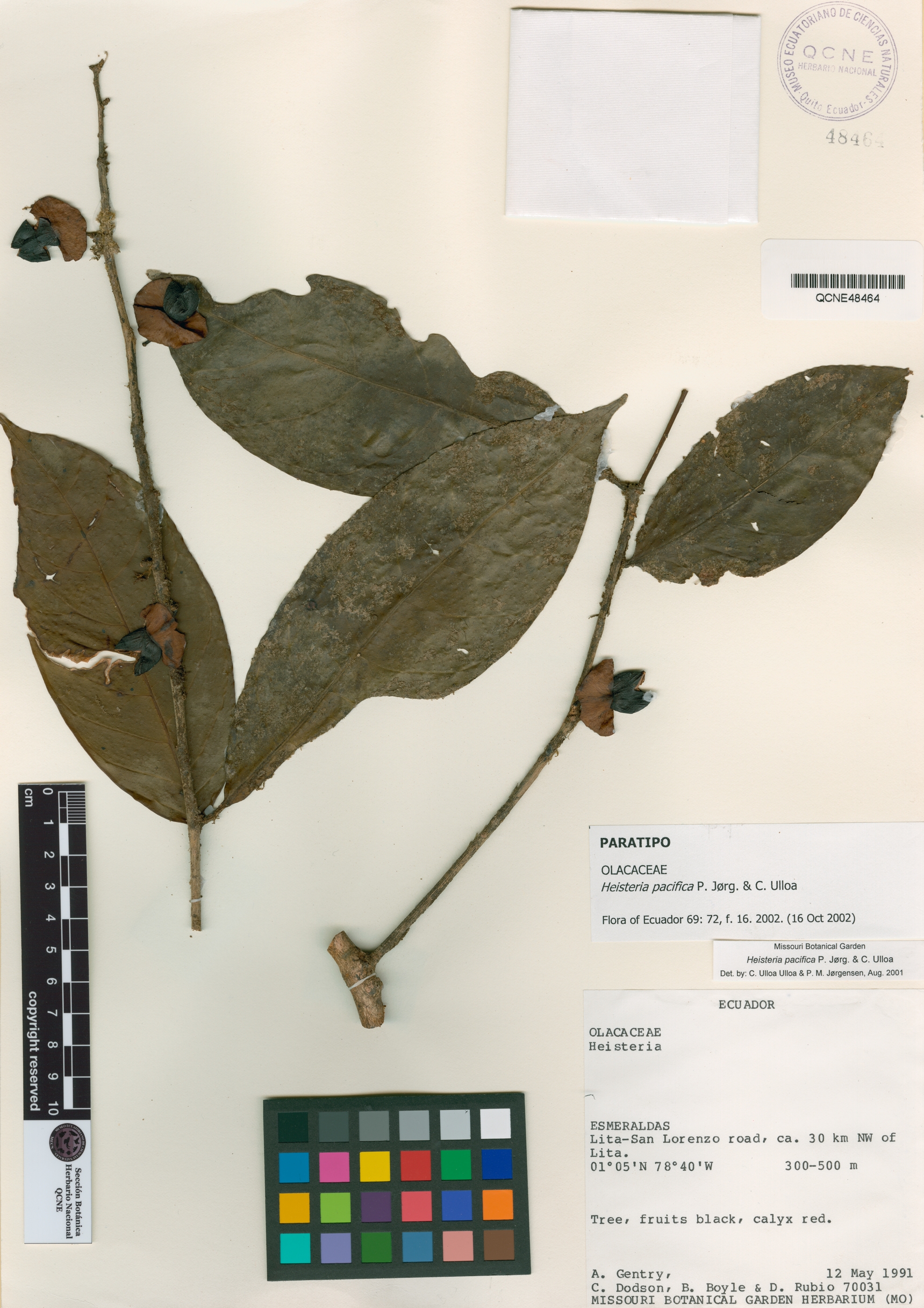 Heisteria pacifica image