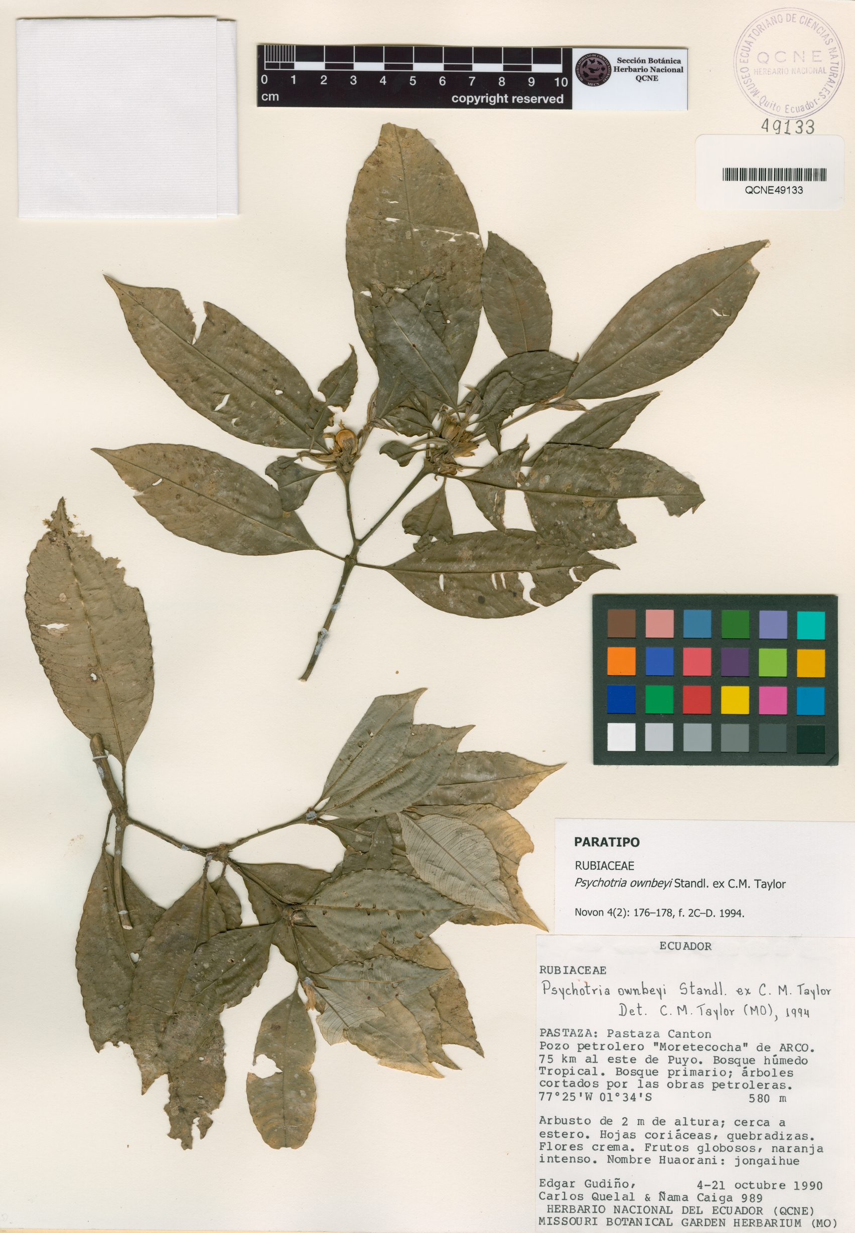 Psychotria ownbeyi image
