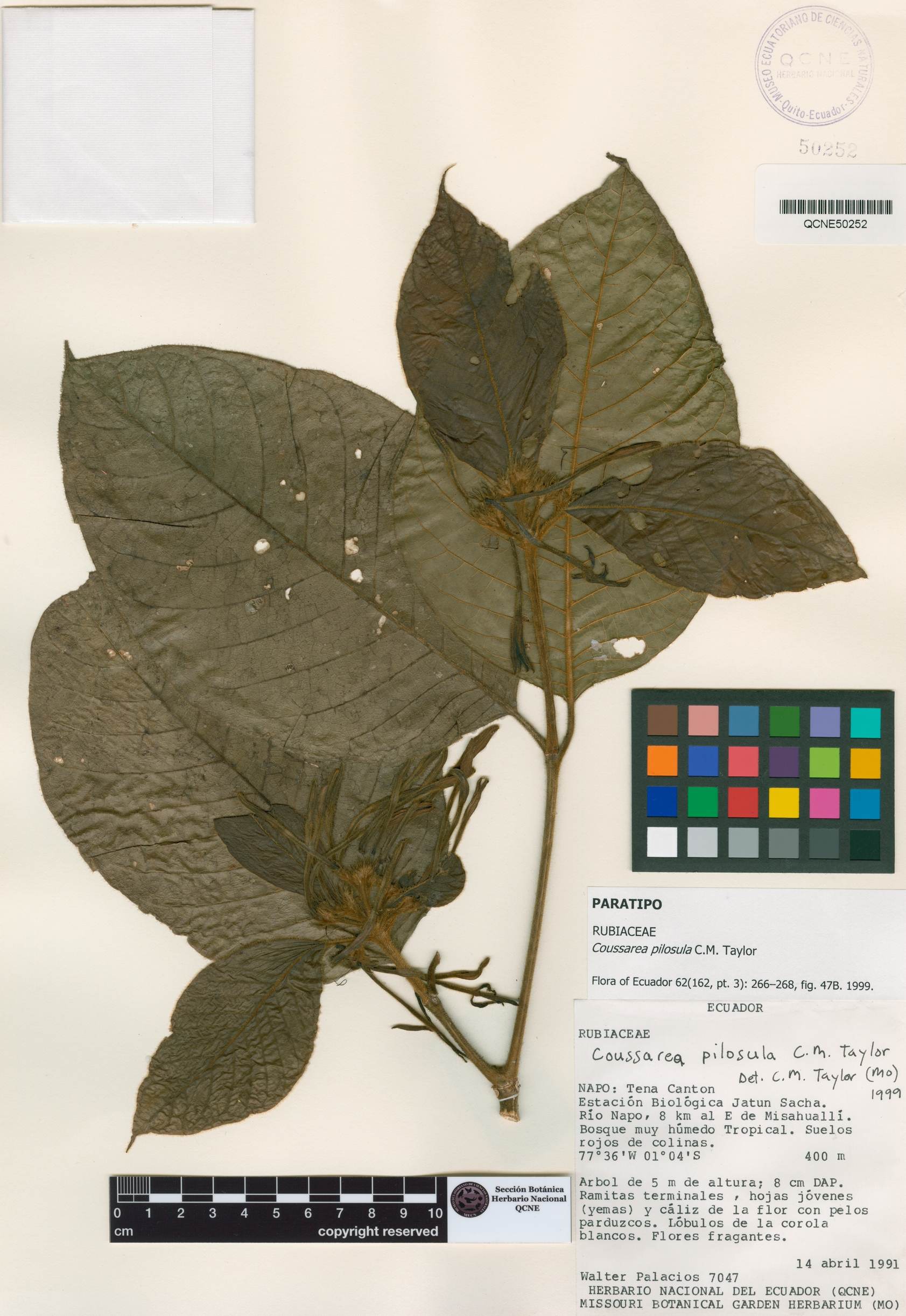 Coussarea pilosula image