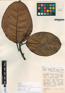 Image of Ficus carchiana