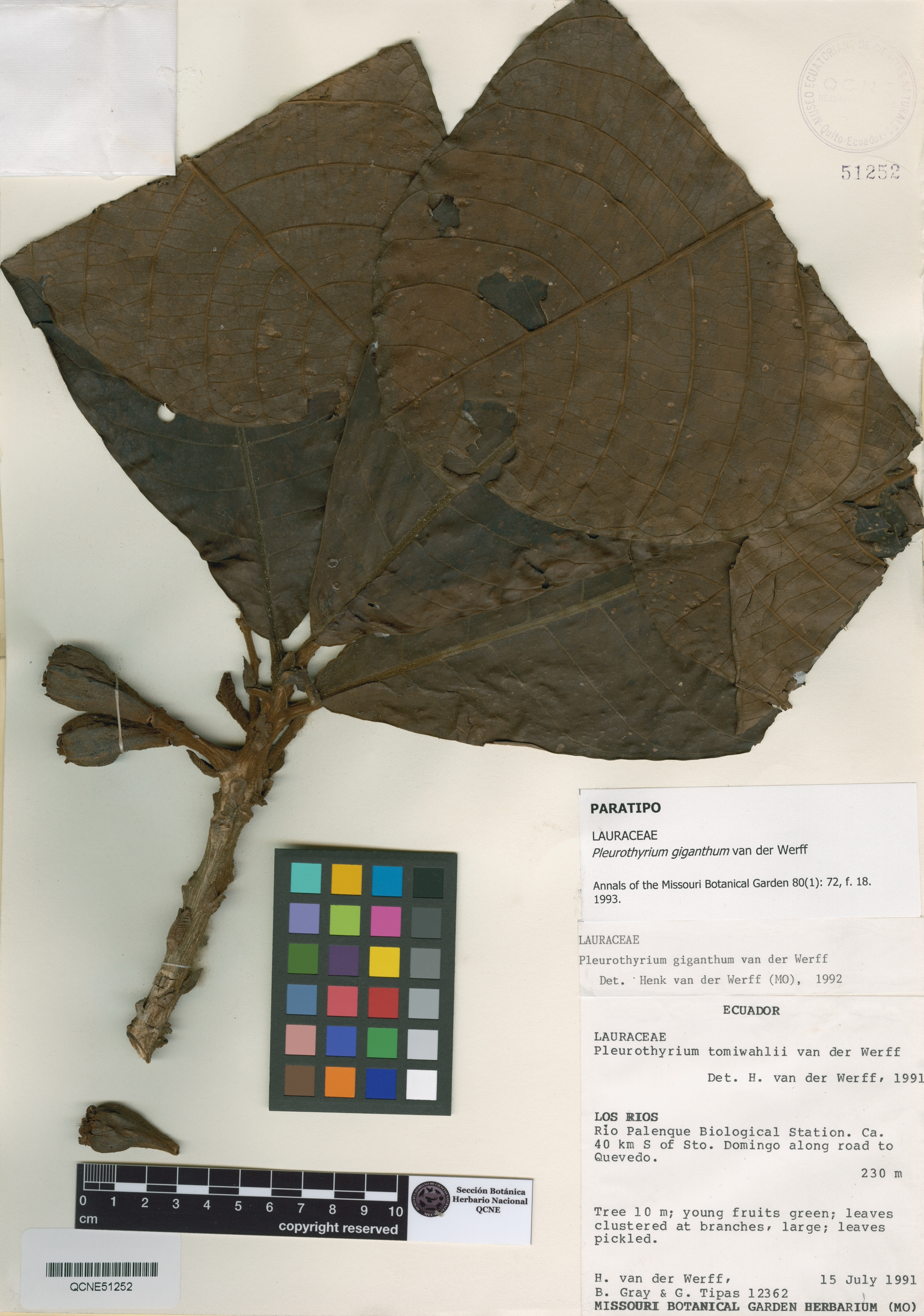 Pleurothyrium giganthum image