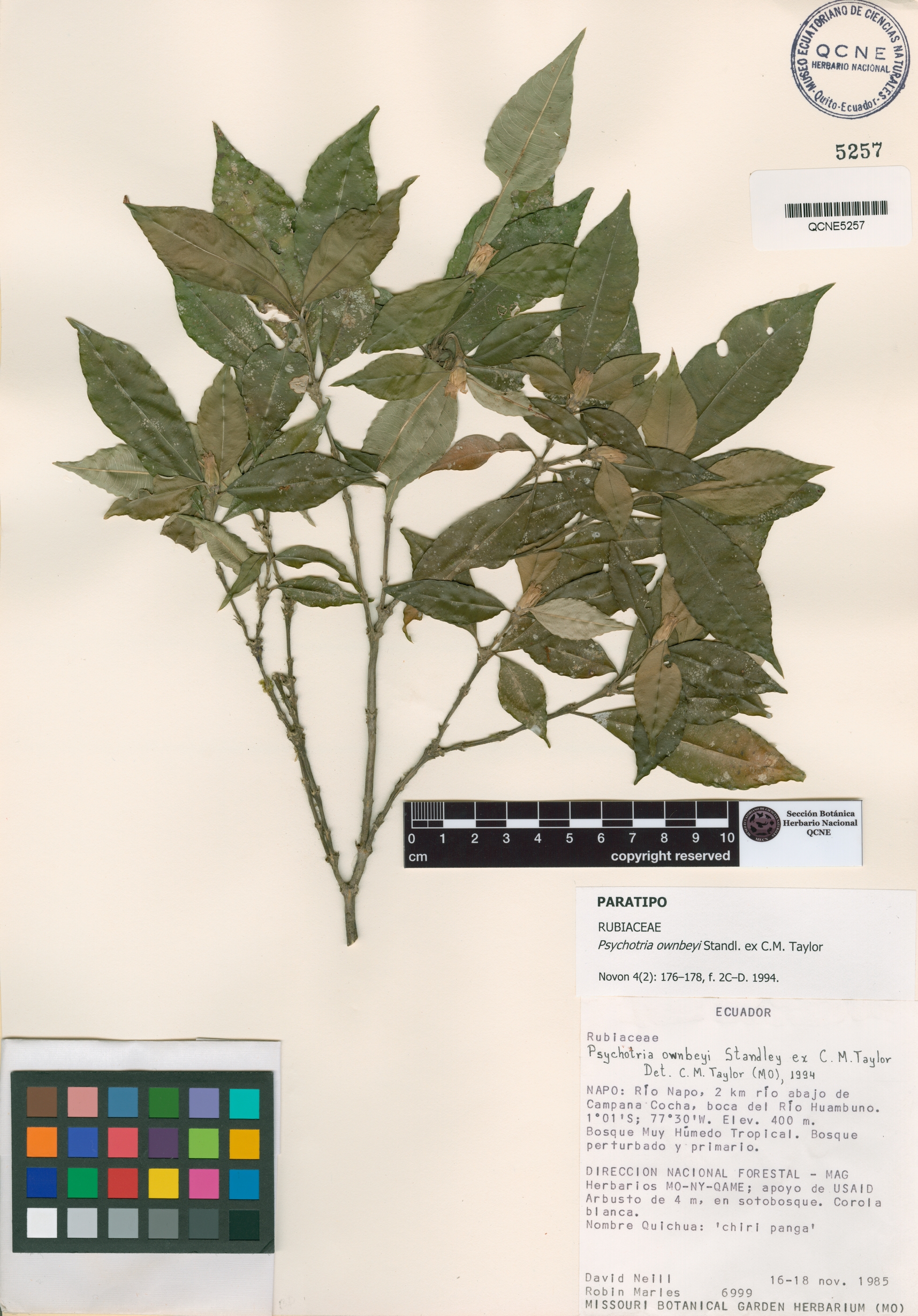 Psychotria ownbeyi image