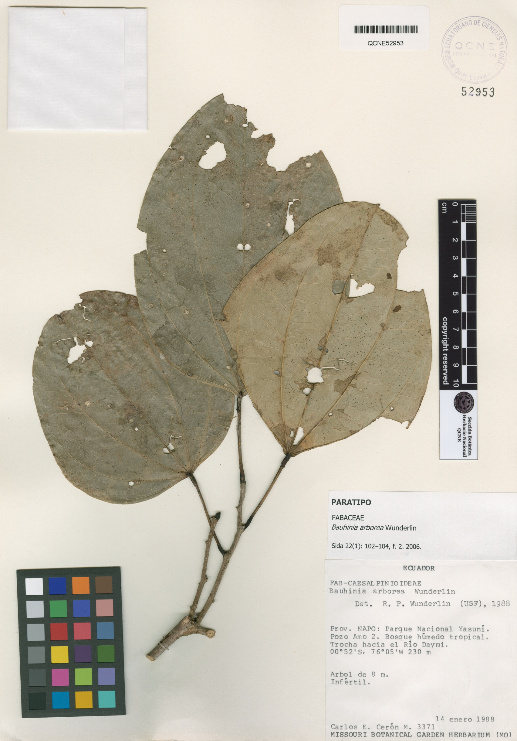 Bauhinia arborea image