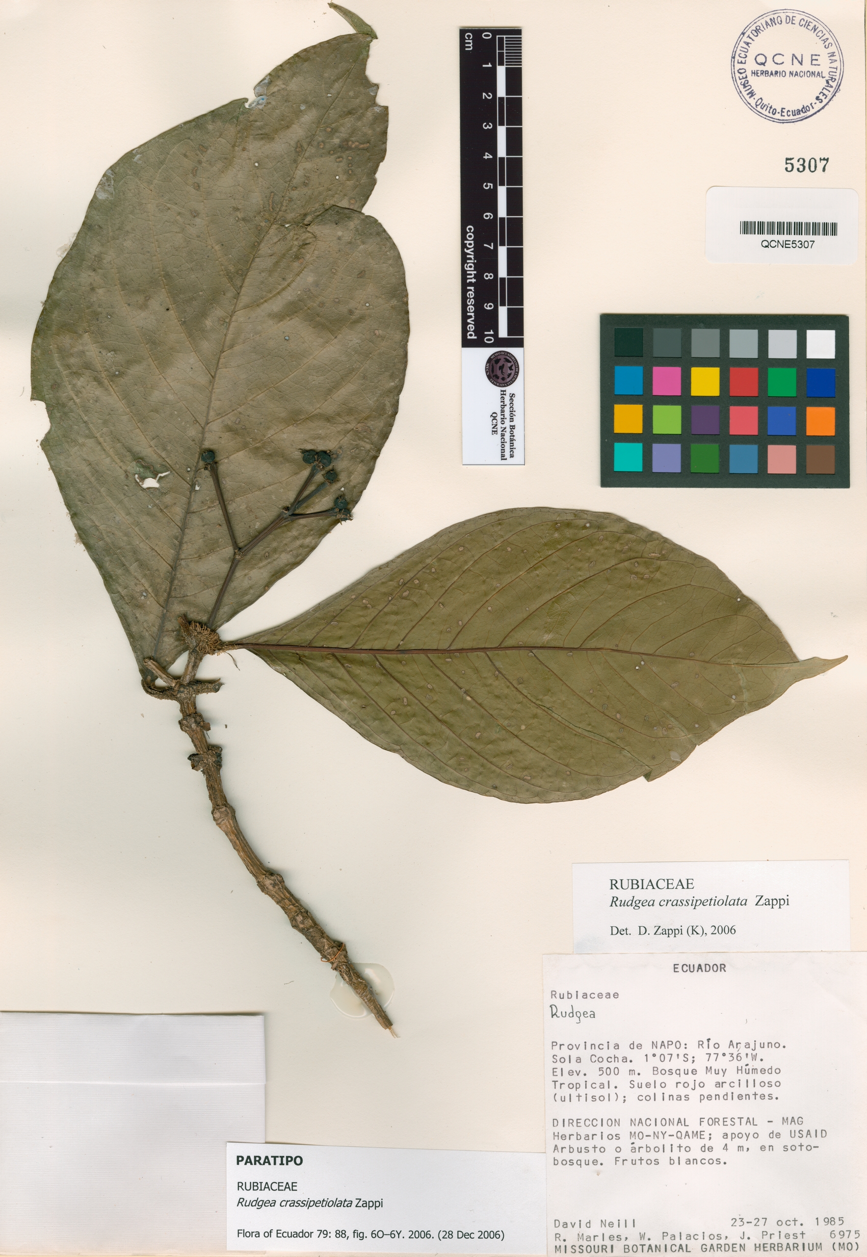 Rudgea crassipetiolata image