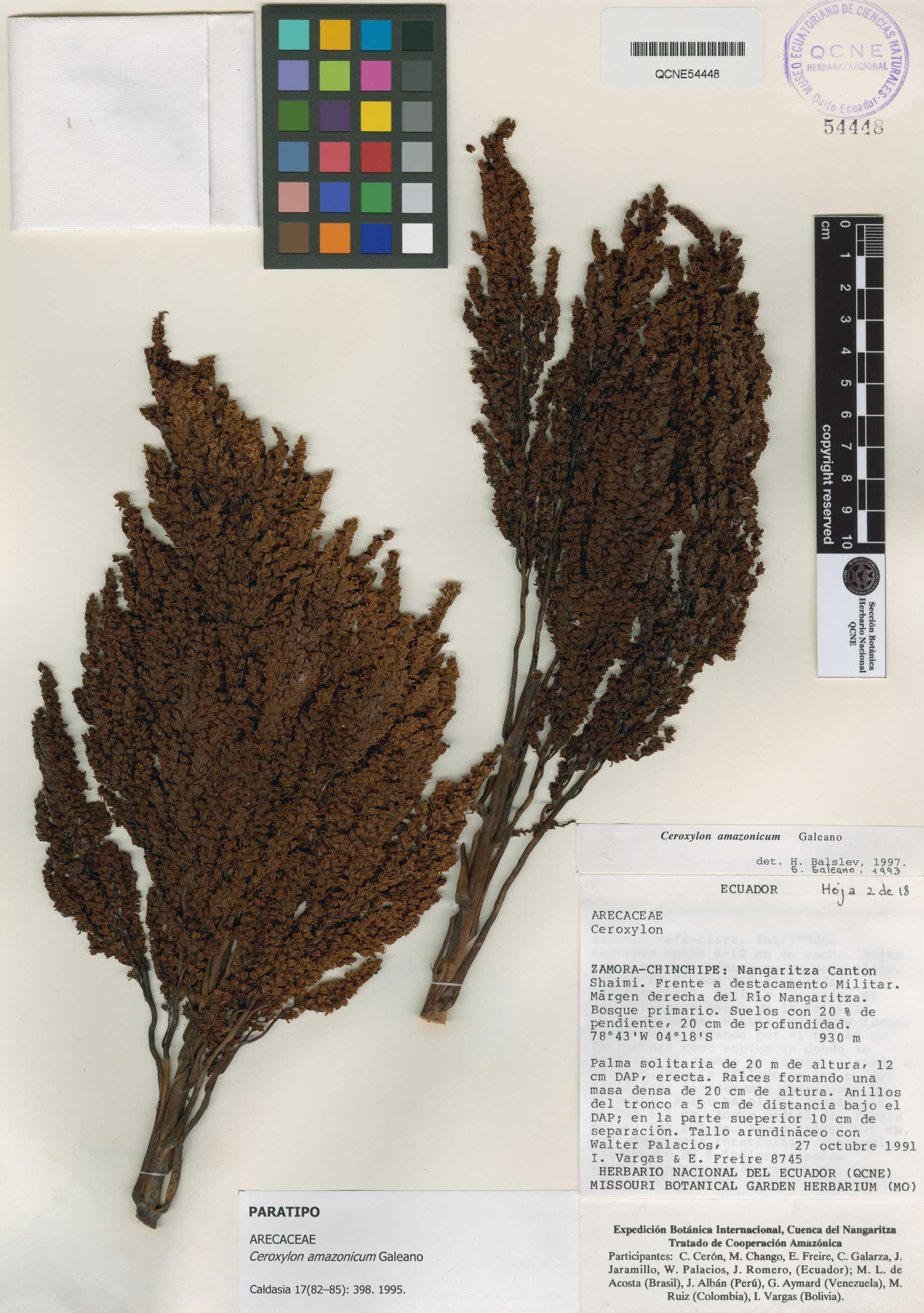 Ceroxylon amazonicum image