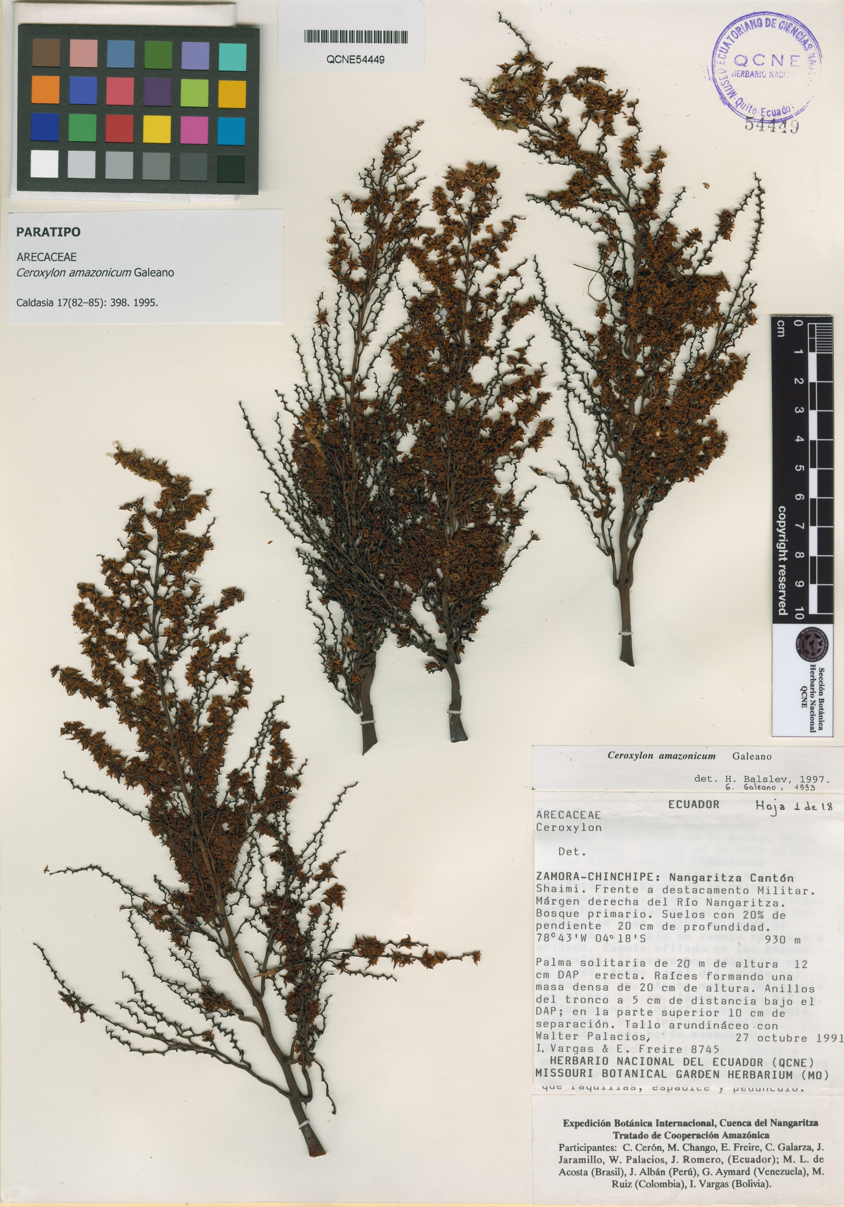 Ceroxylon amazonicum image