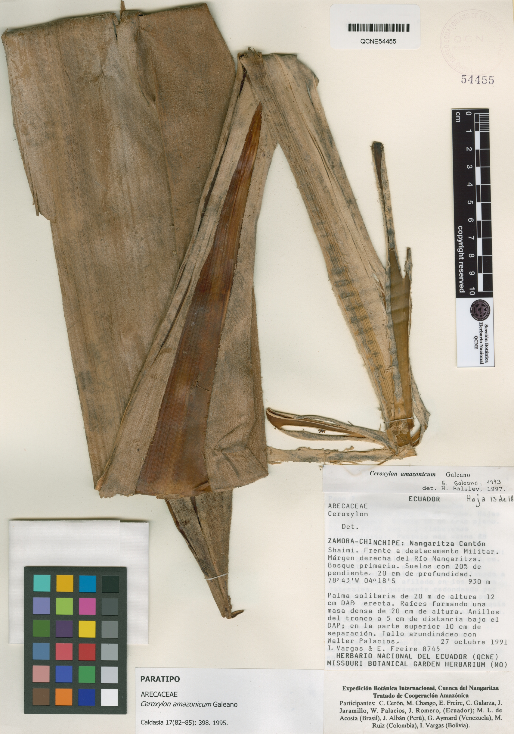 Ceroxylon amazonicum image