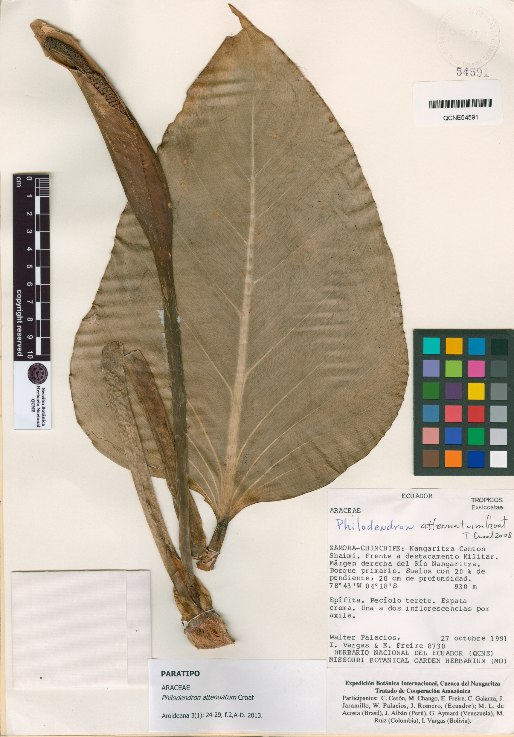 Philodendron attenuatum image