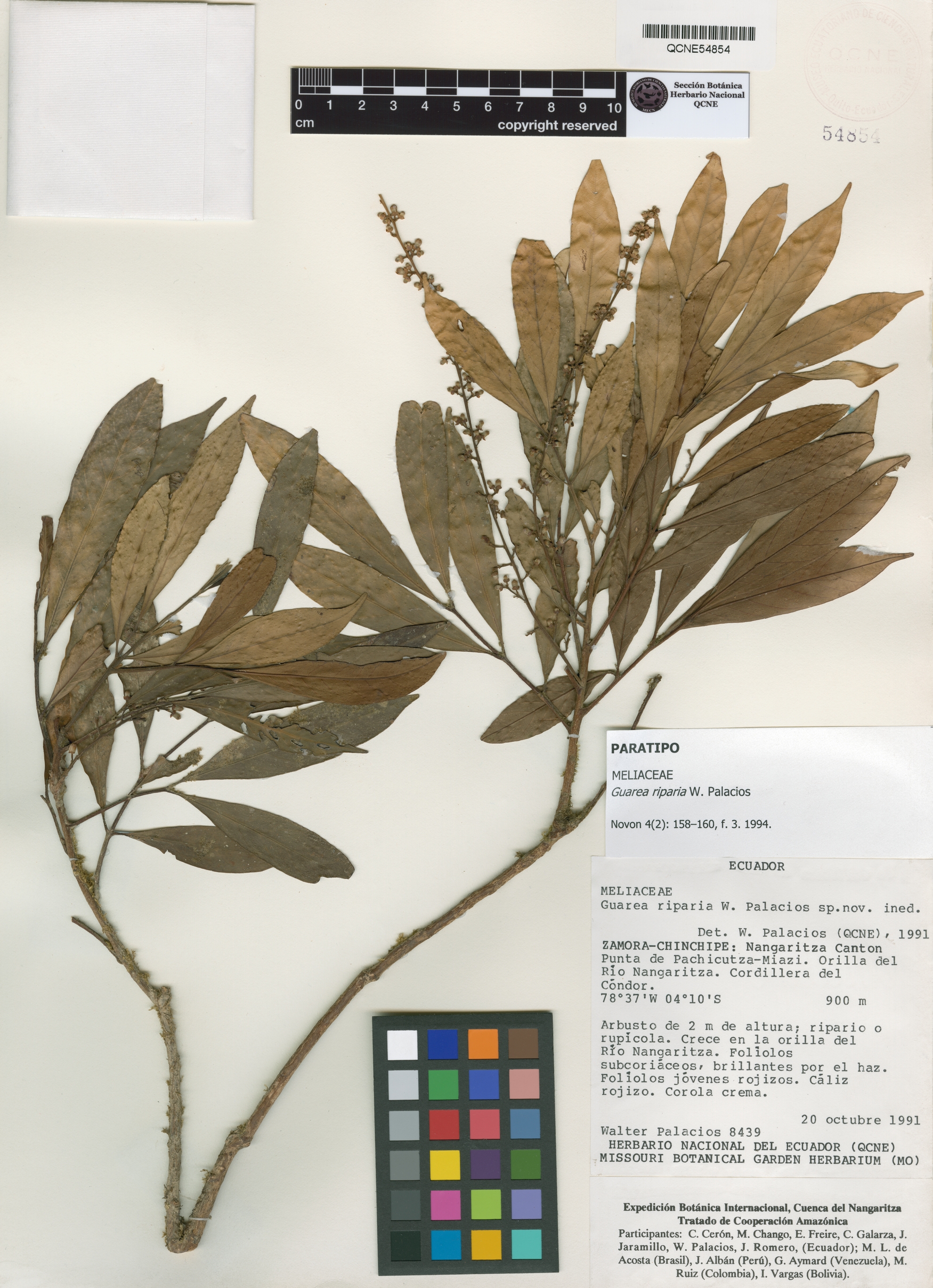 Guarea riparia image