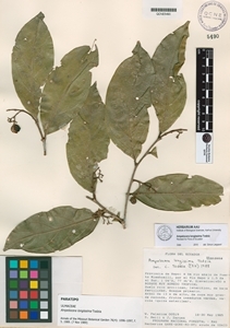 Ampelocera longissima image