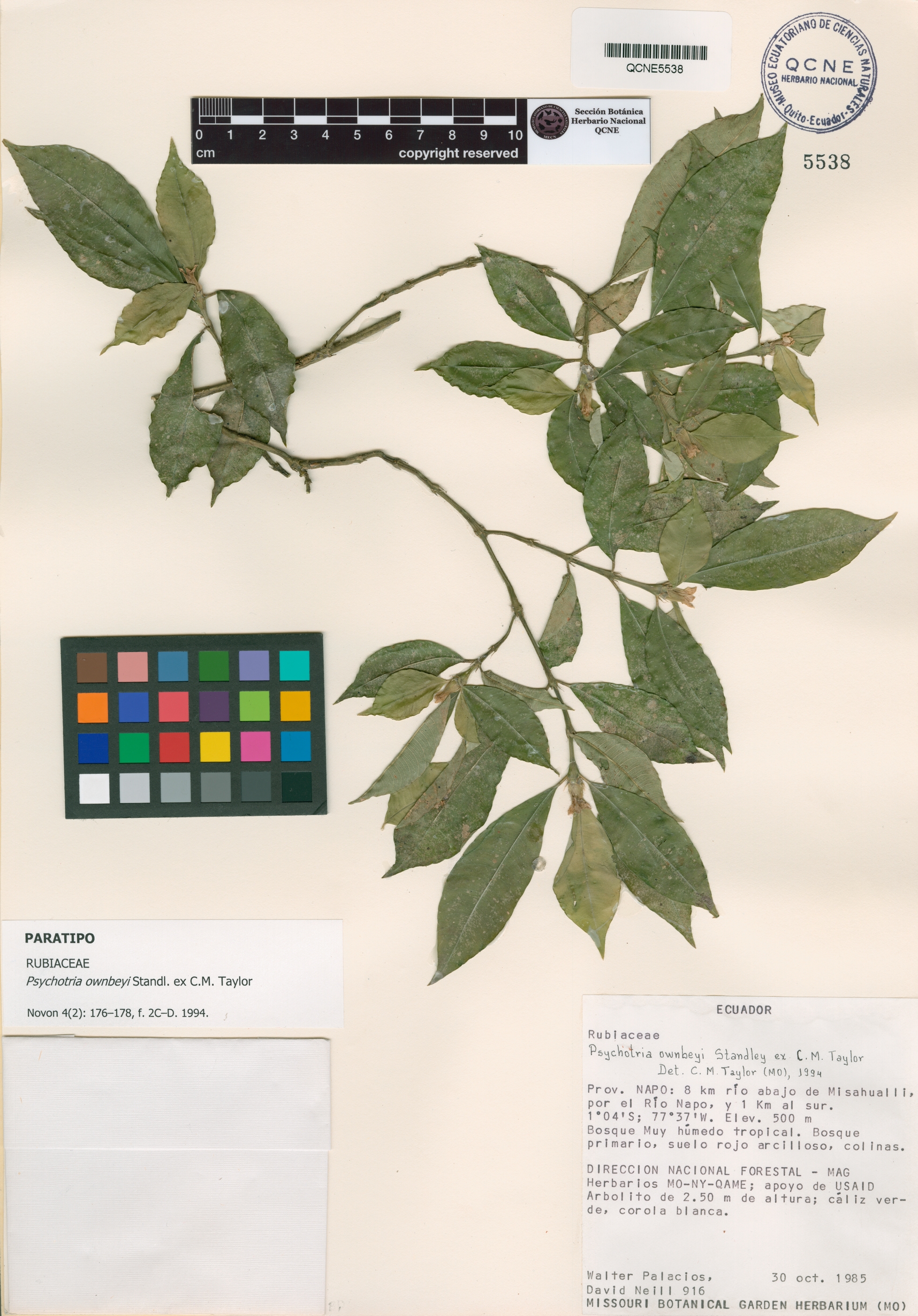 Psychotria ownbeyi image
