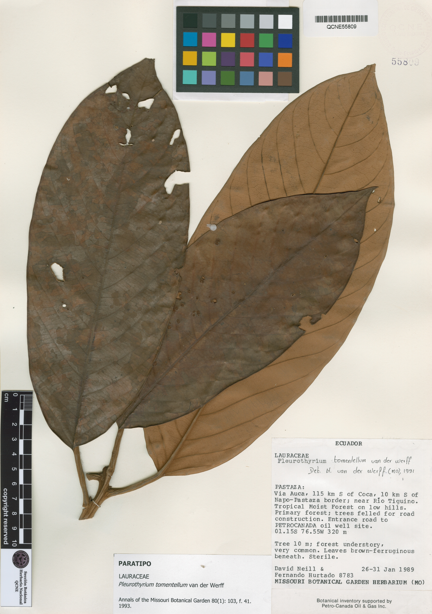 Pleurothyrium tomentellum image