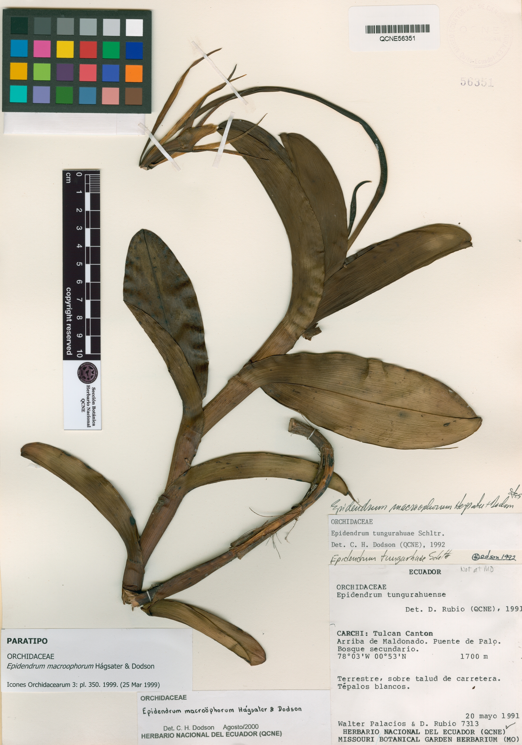 Epidendrum macroophorum image