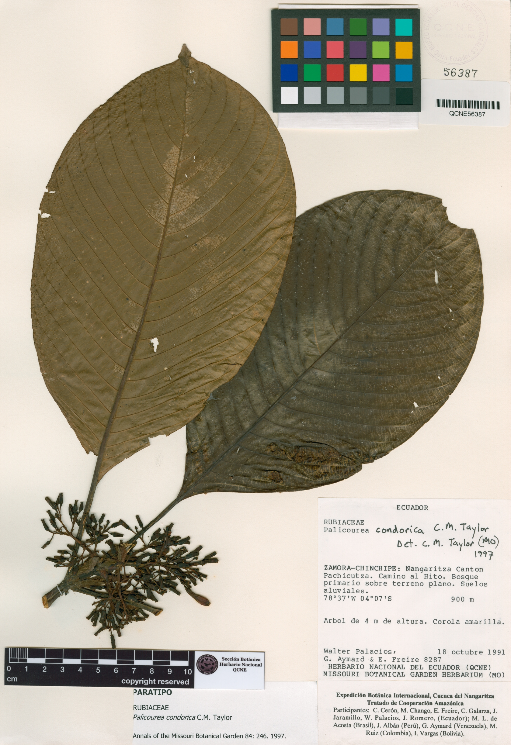 Palicourea condorica image