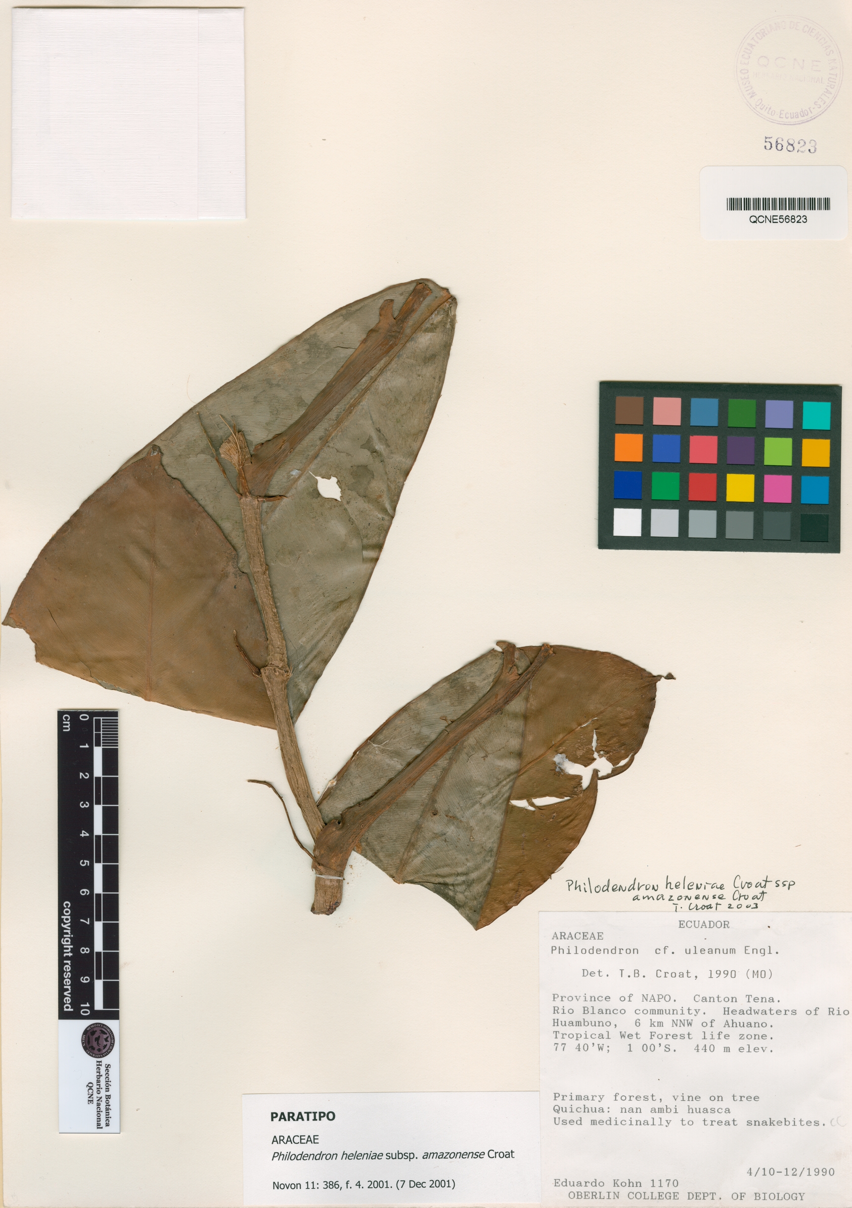 Philodendron heleniae subsp. amazonense image