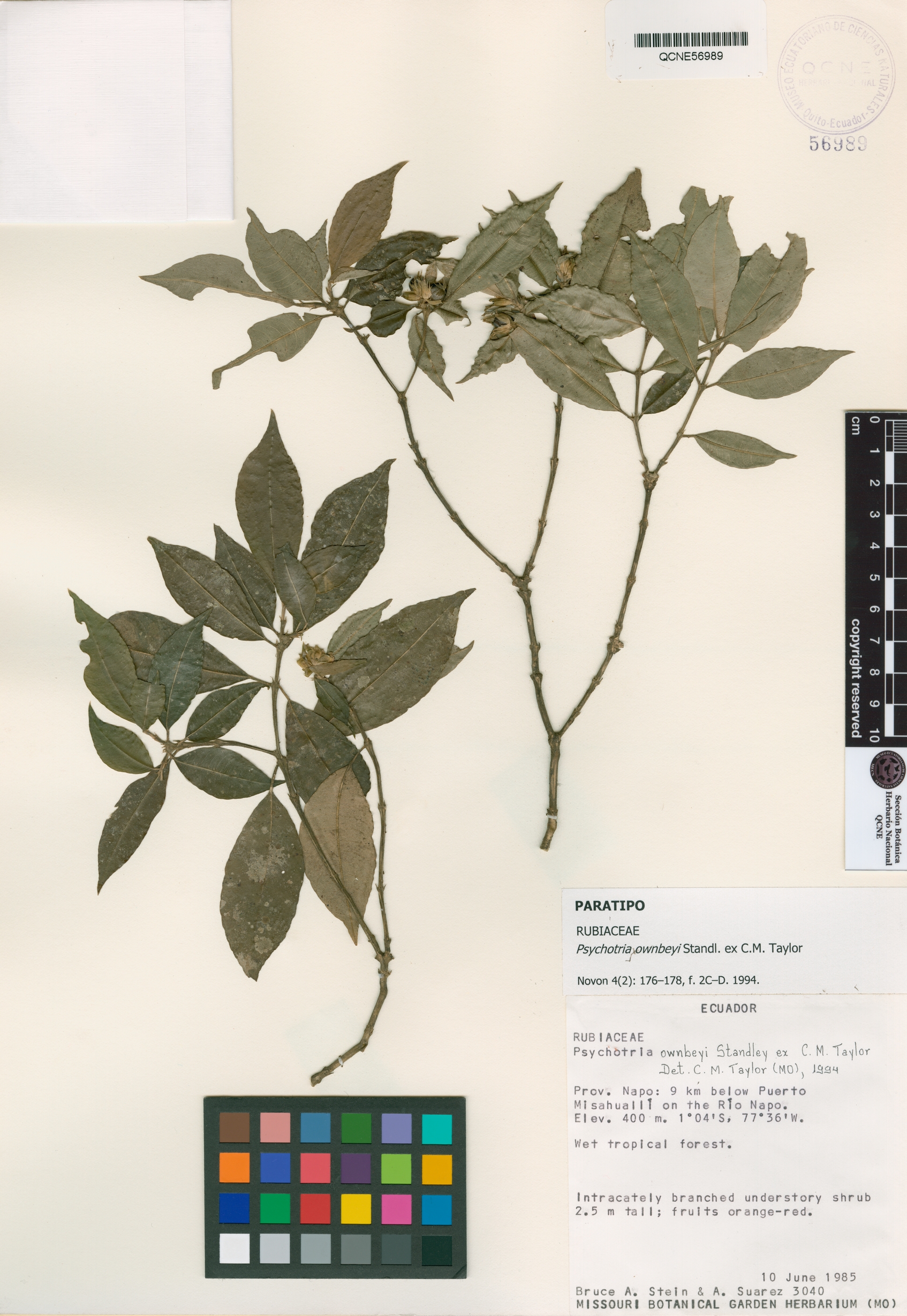 Psychotria ownbeyi image