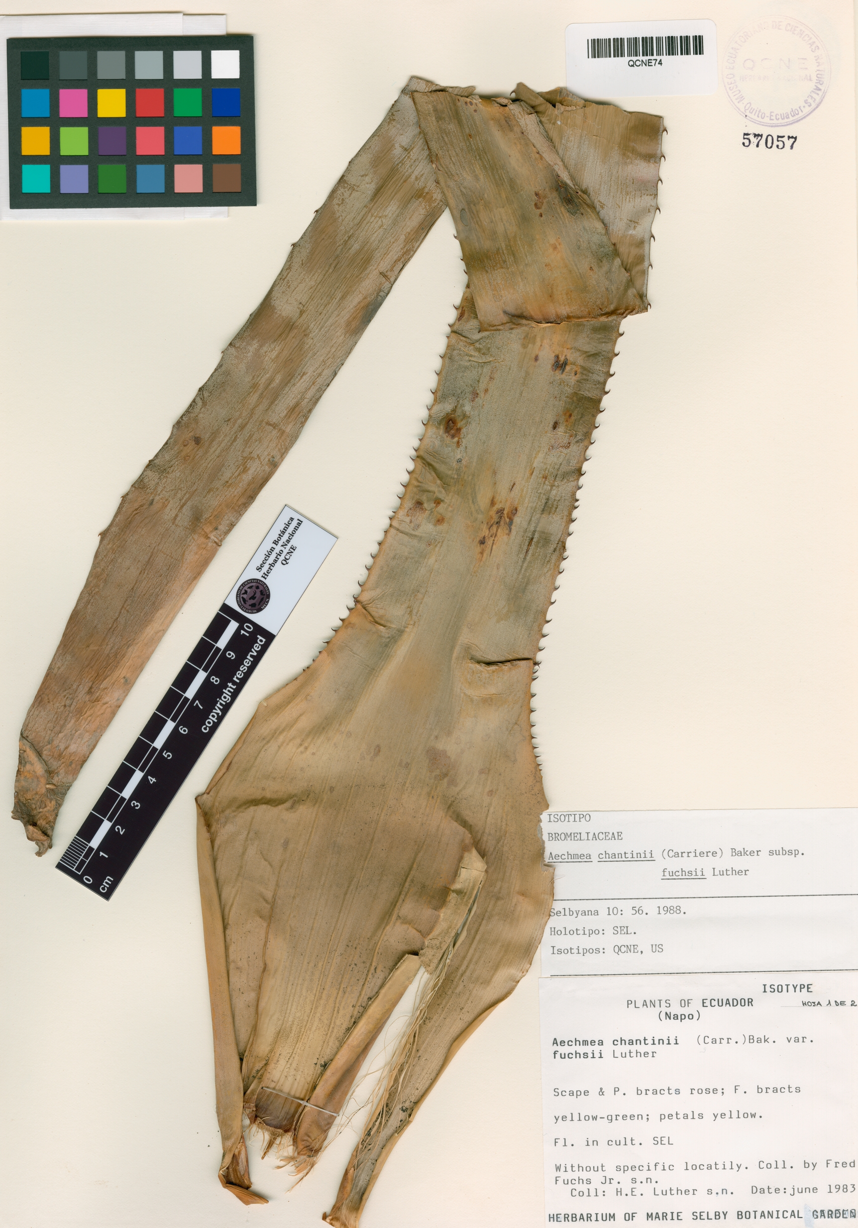 Aechmea chantinii image