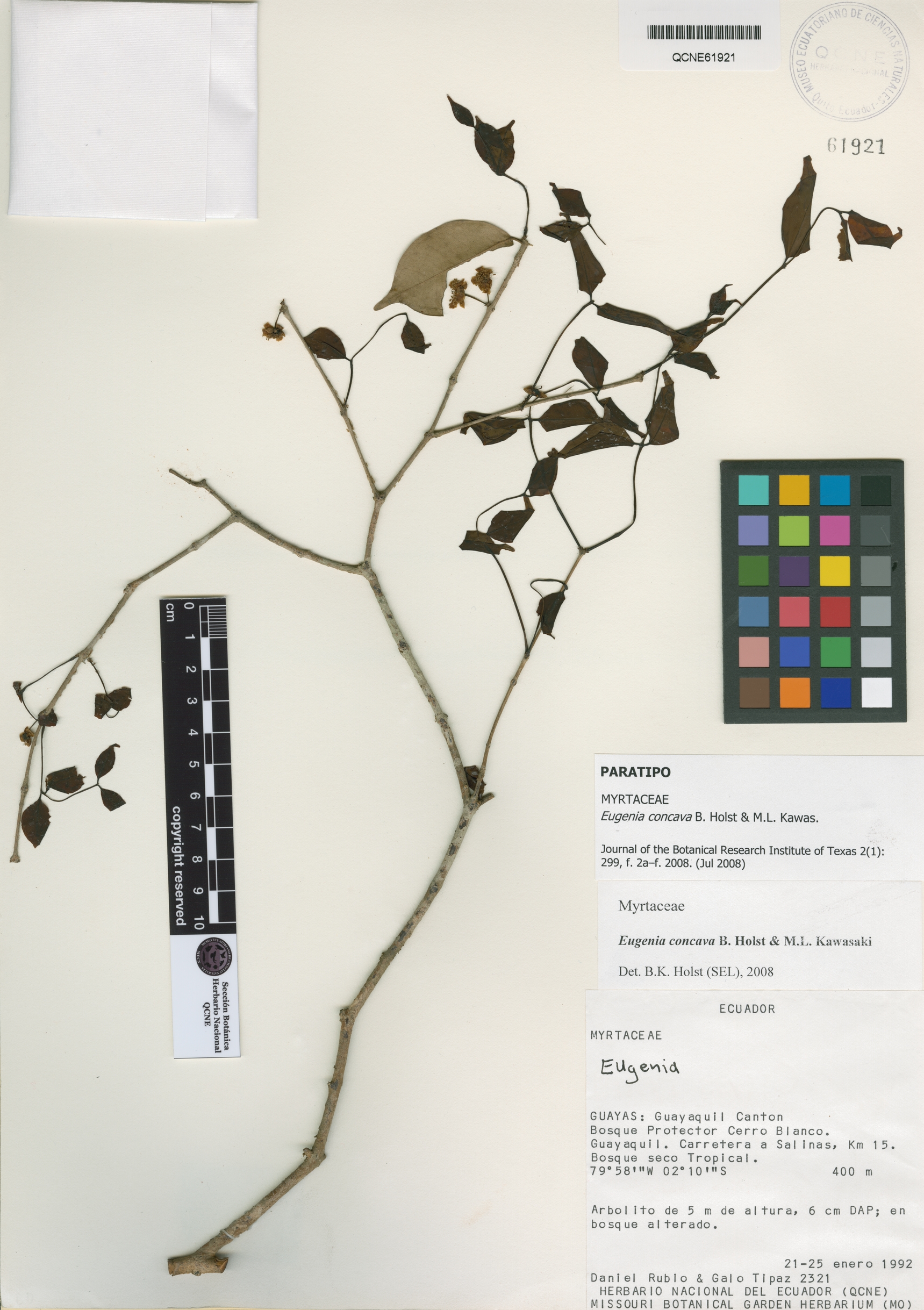 Eugenia concava image