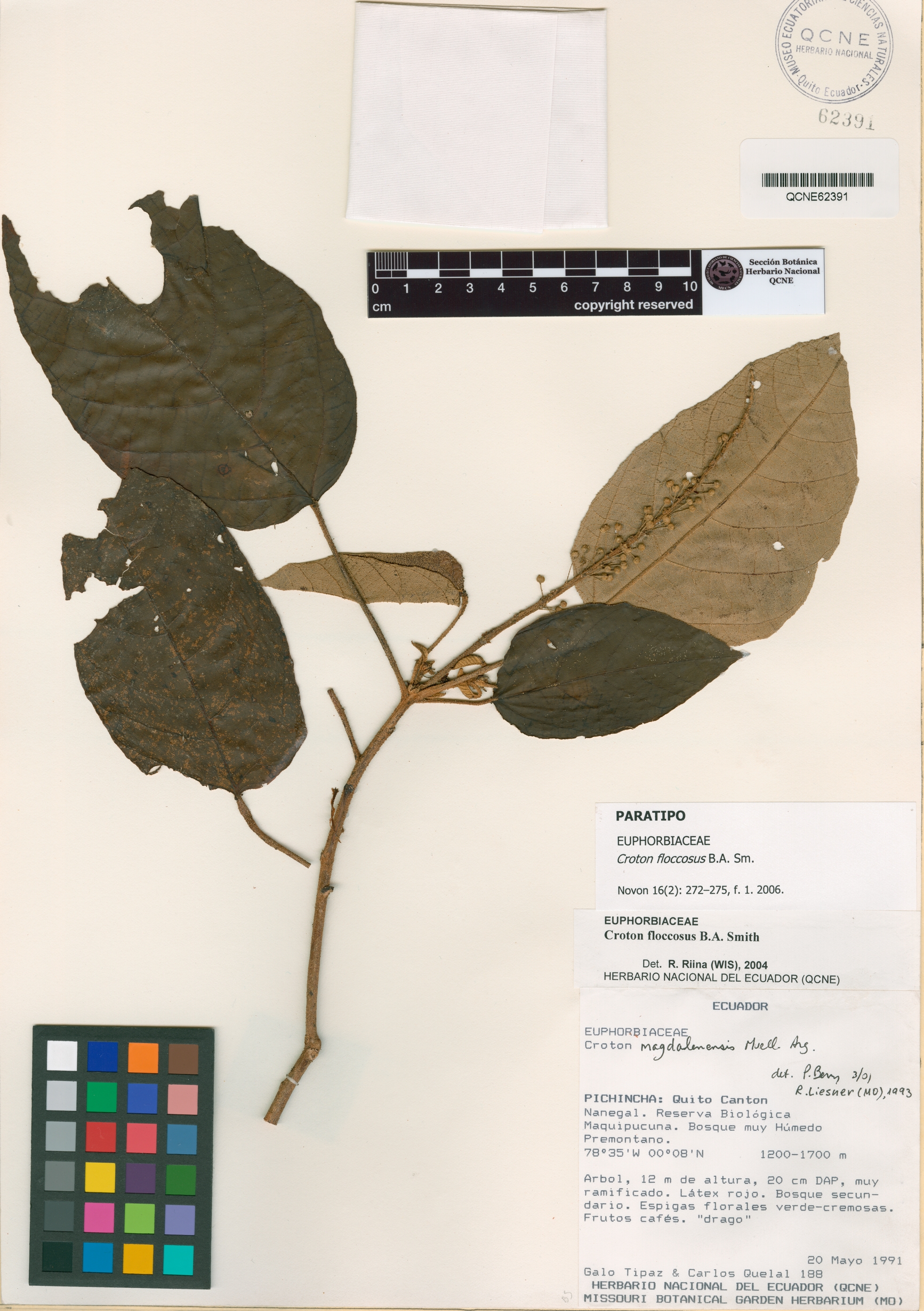 Croton floccosus image