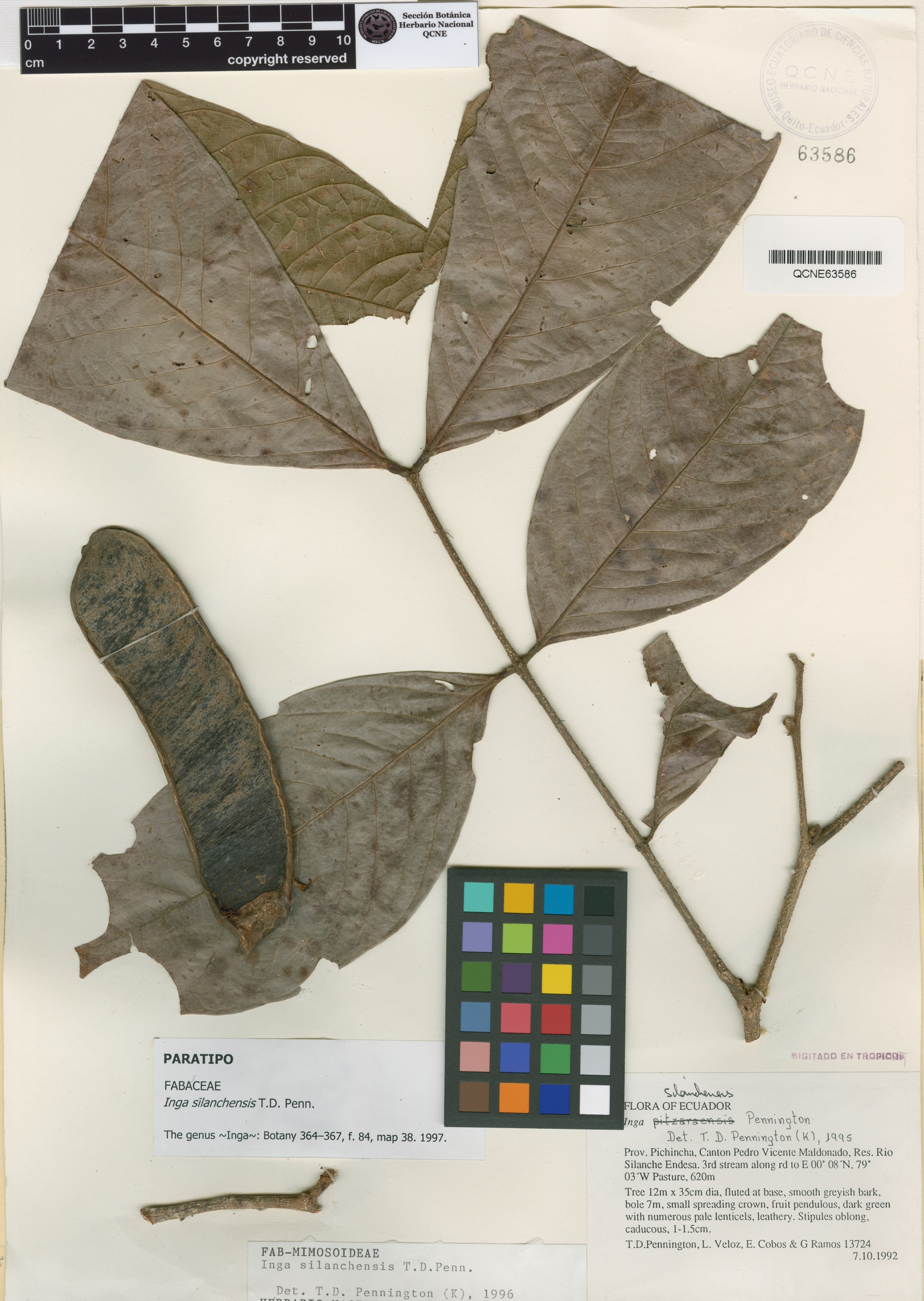 Inga silanchensis image