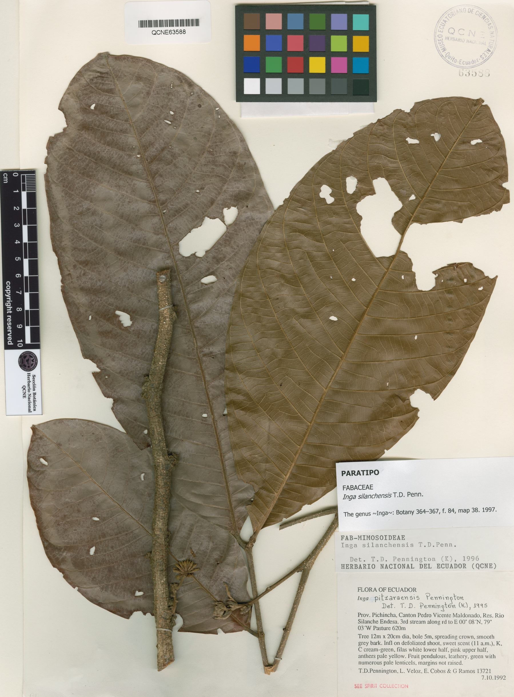 Inga silanchensis image