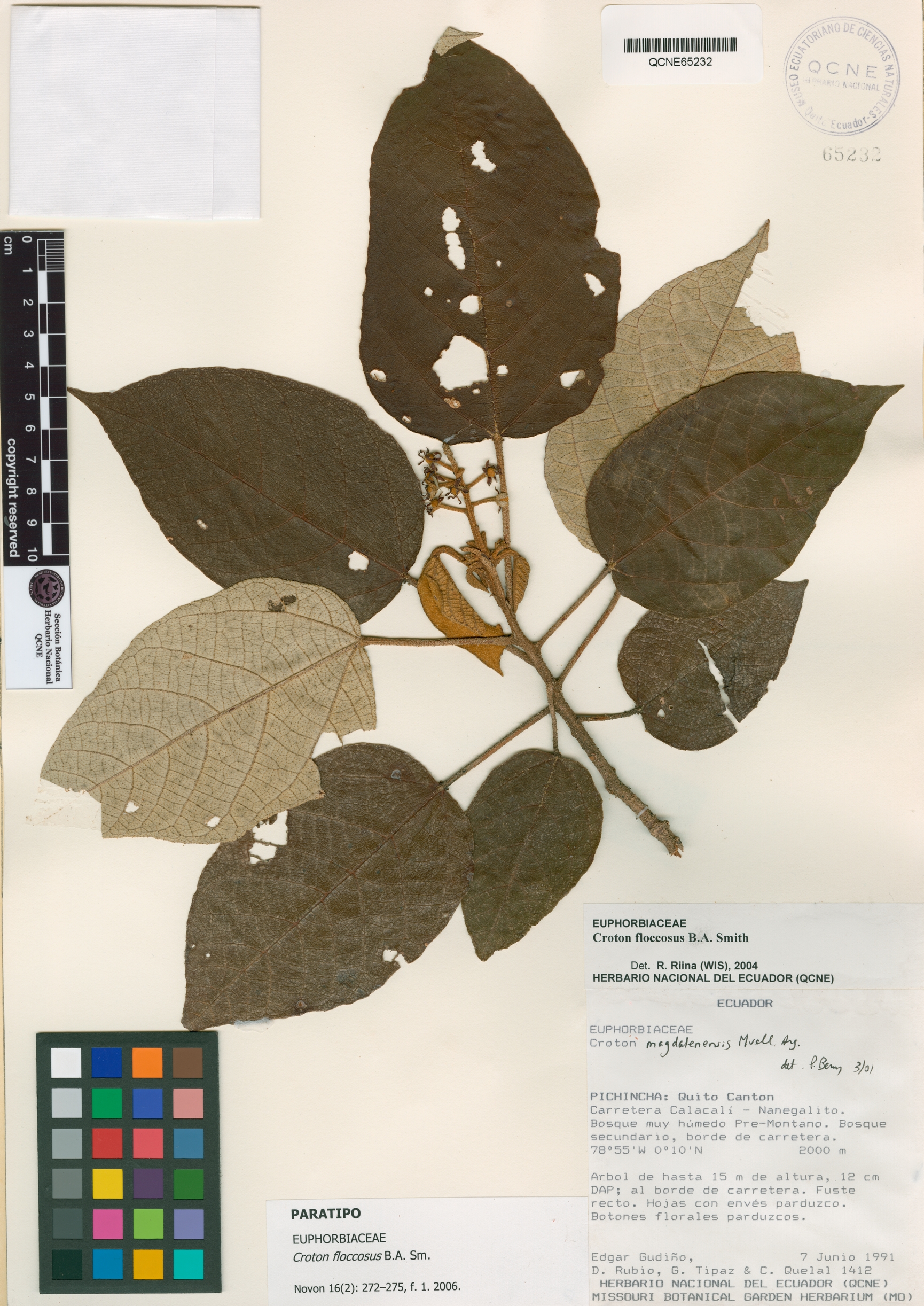 Croton floccosus image