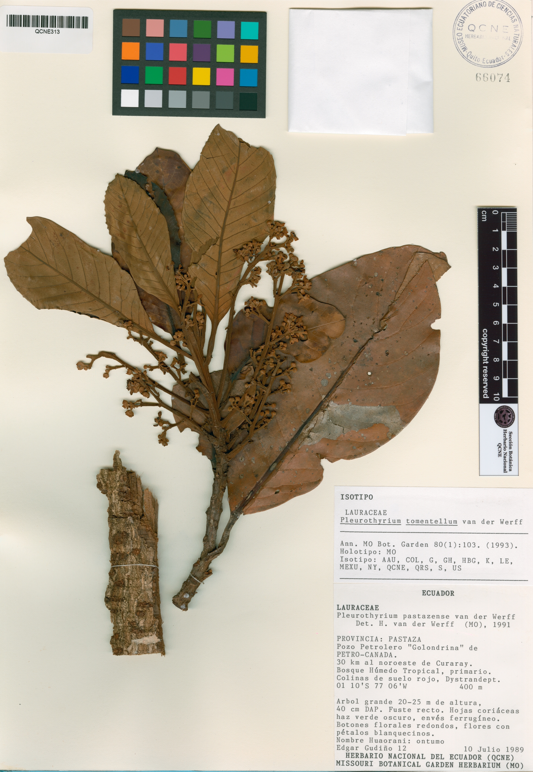 Pleurothyrium tomentellum image