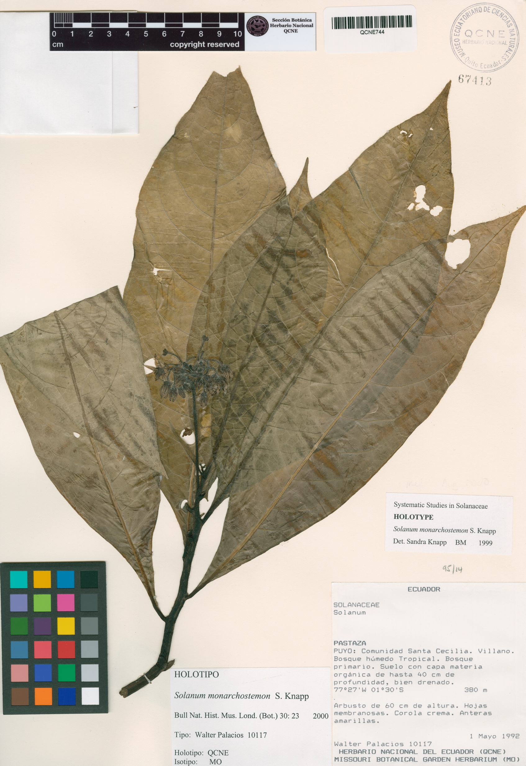 Solanum monarchostemon image