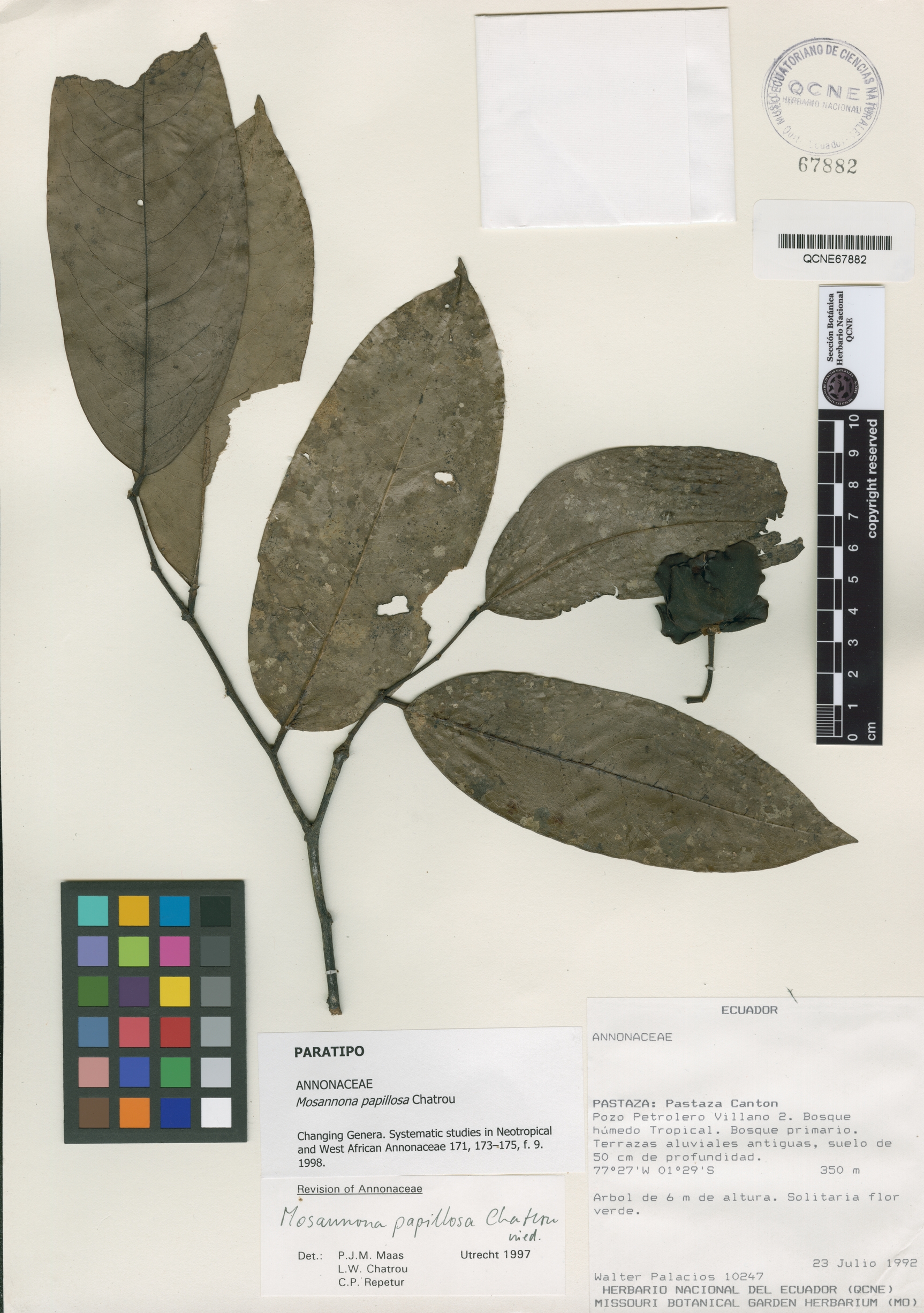 Mosannona papillosa image