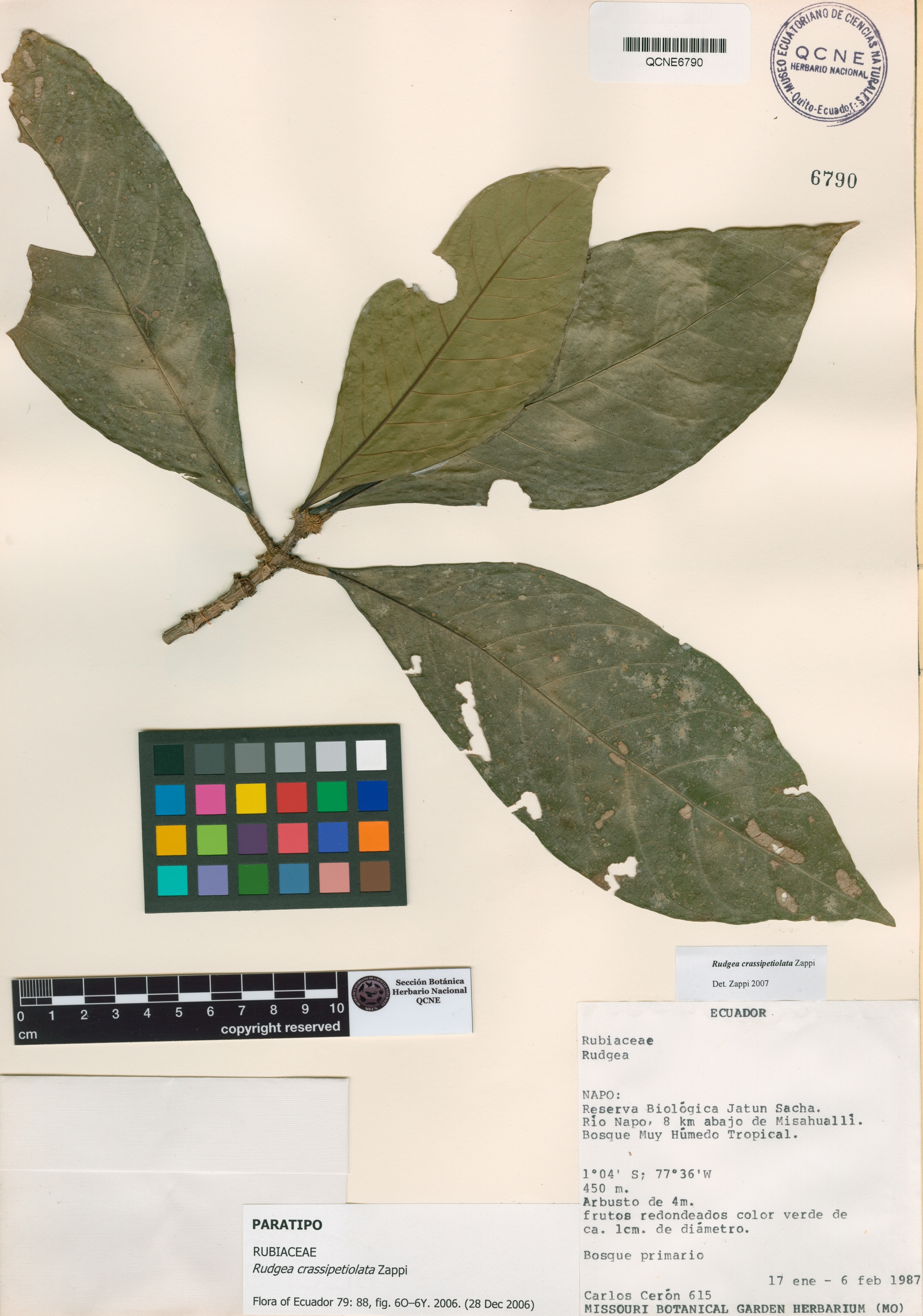 Rudgea crassipetiolata image