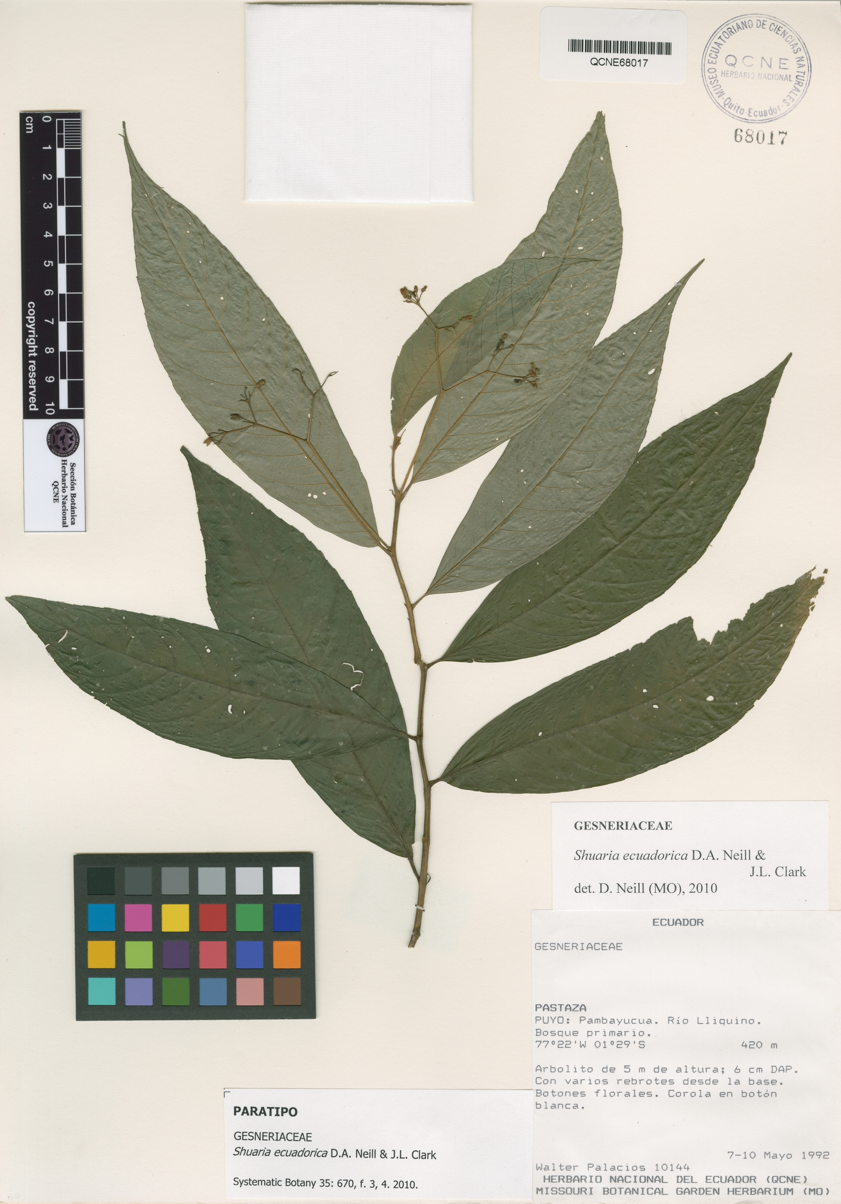 Shuaria ecuadorica image