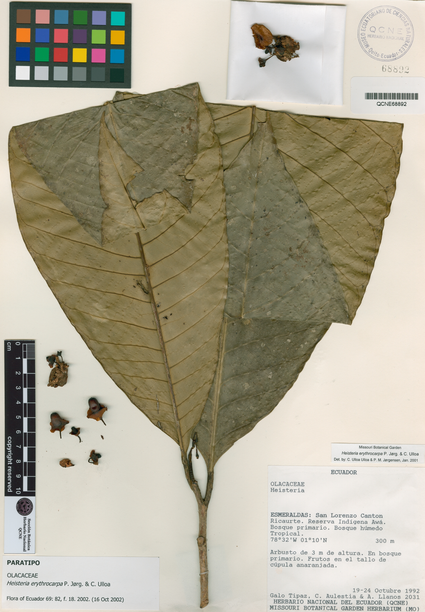 Heisteria erythrocarpa image