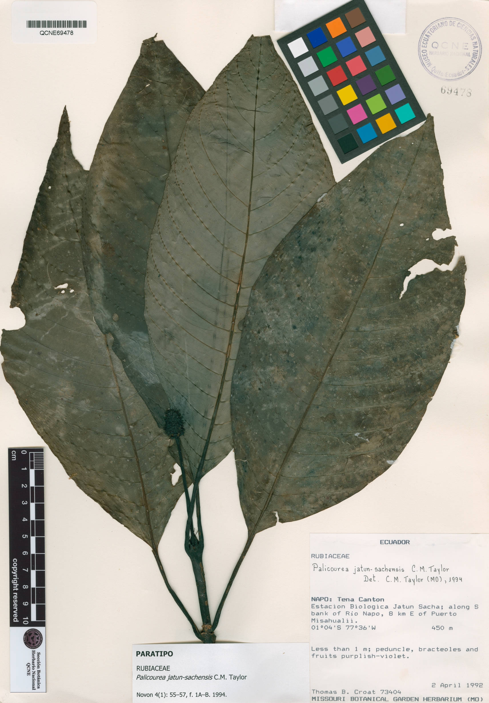 Palicourea jatun-sachensis image