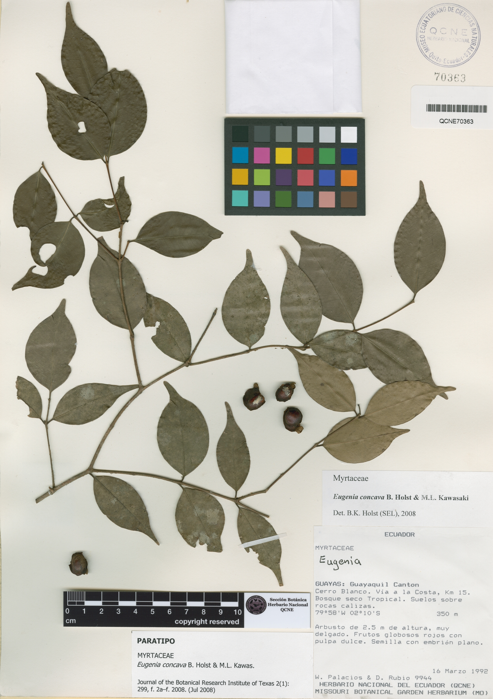 Eugenia concava image