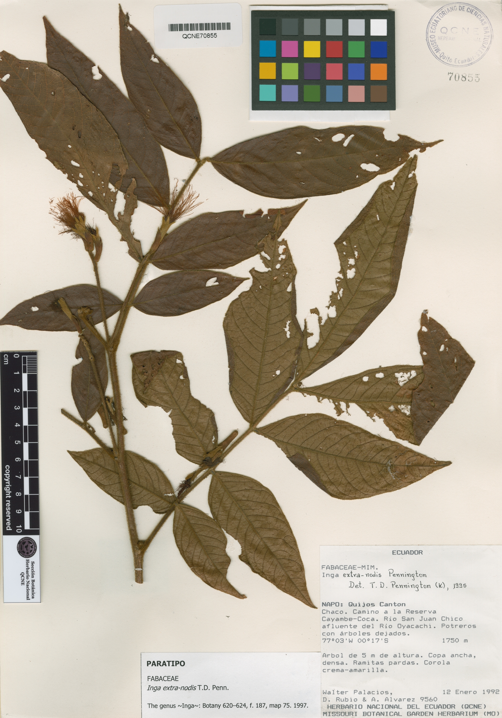 Inga extra-nodis image