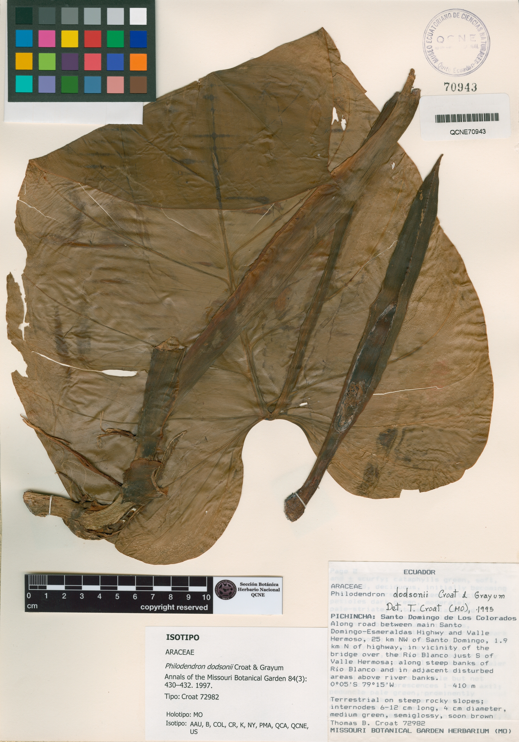 Philodendron dodsonii image