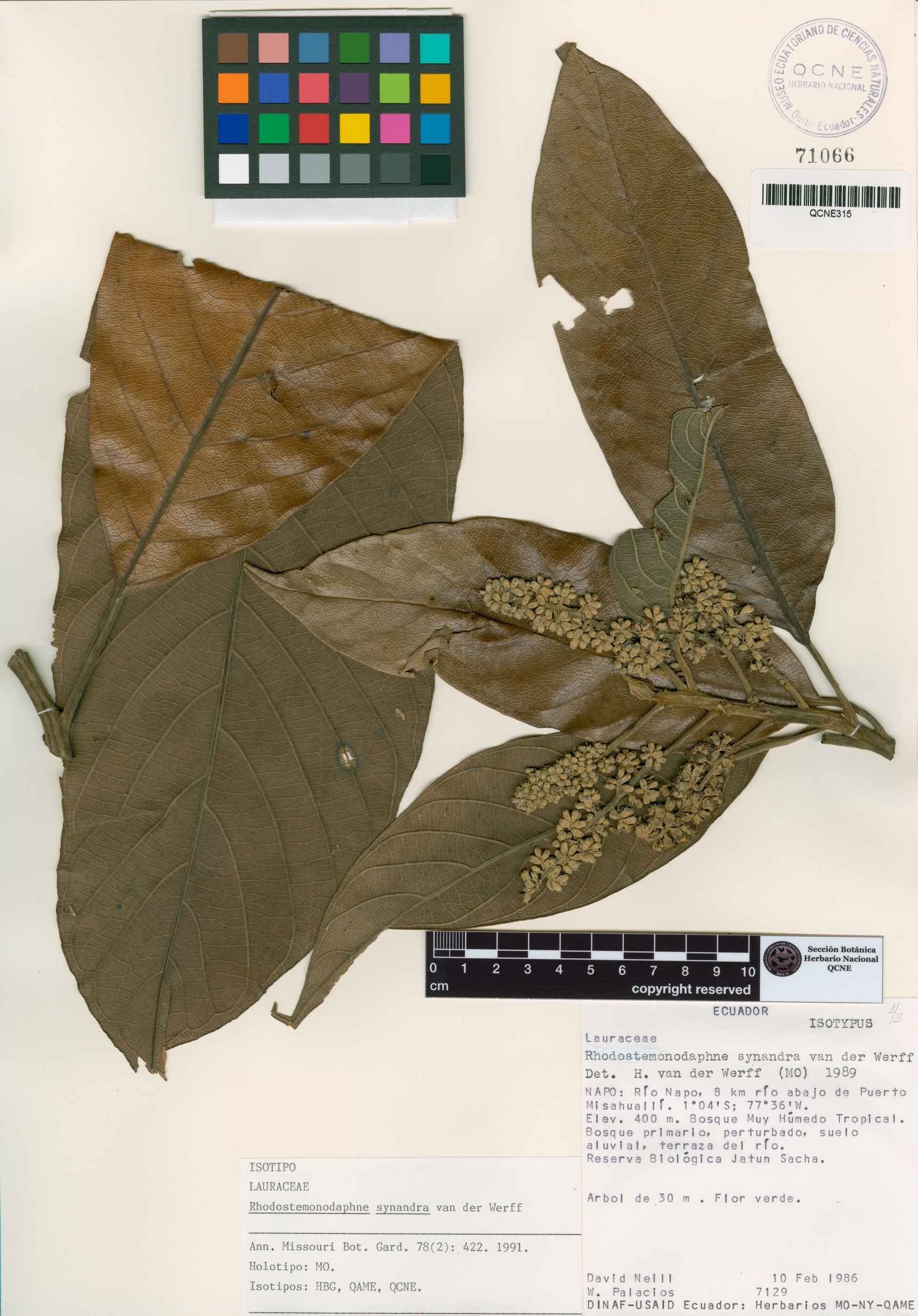 Rhodostemonodaphne image