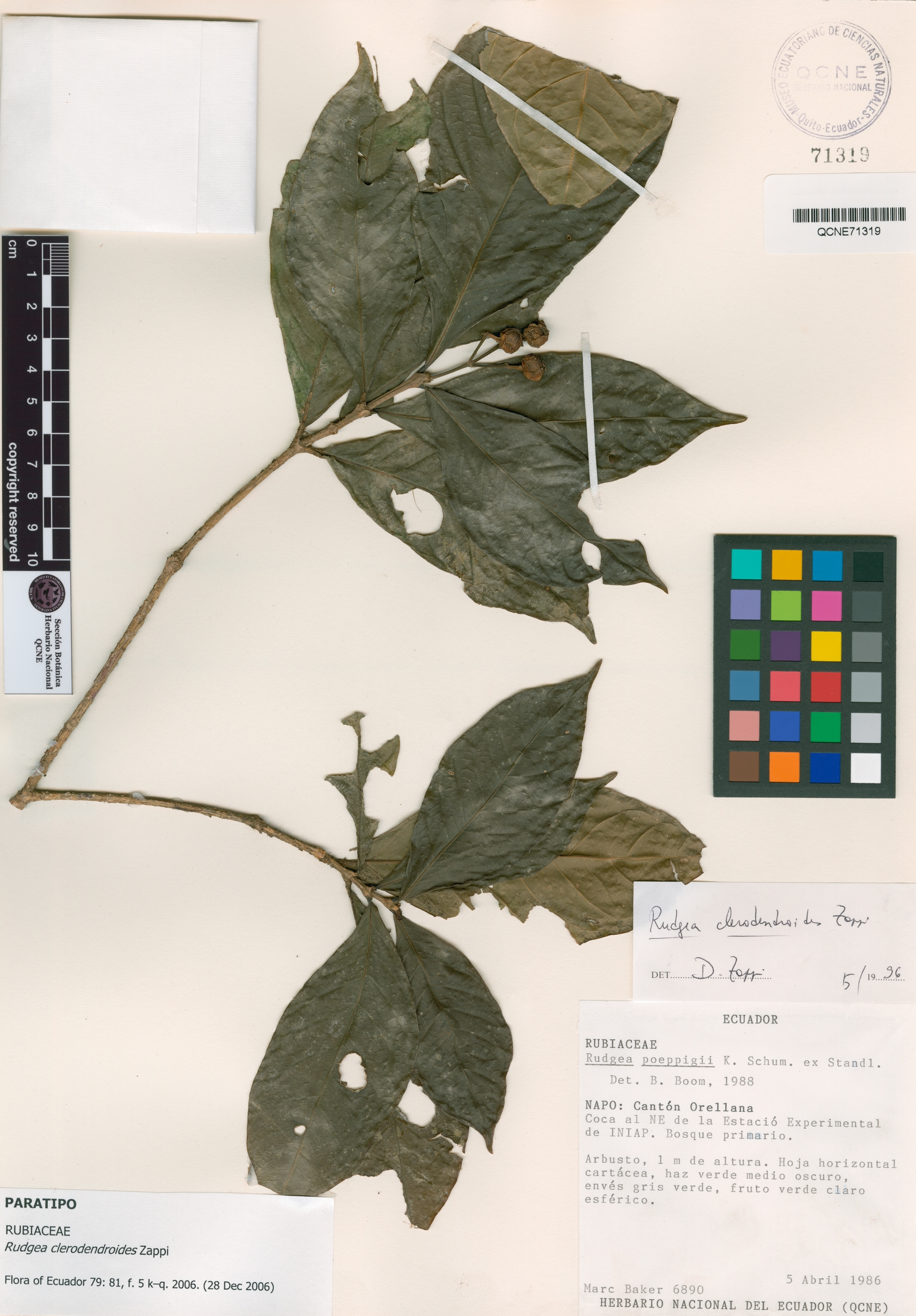 Rudgea clerodendroides image