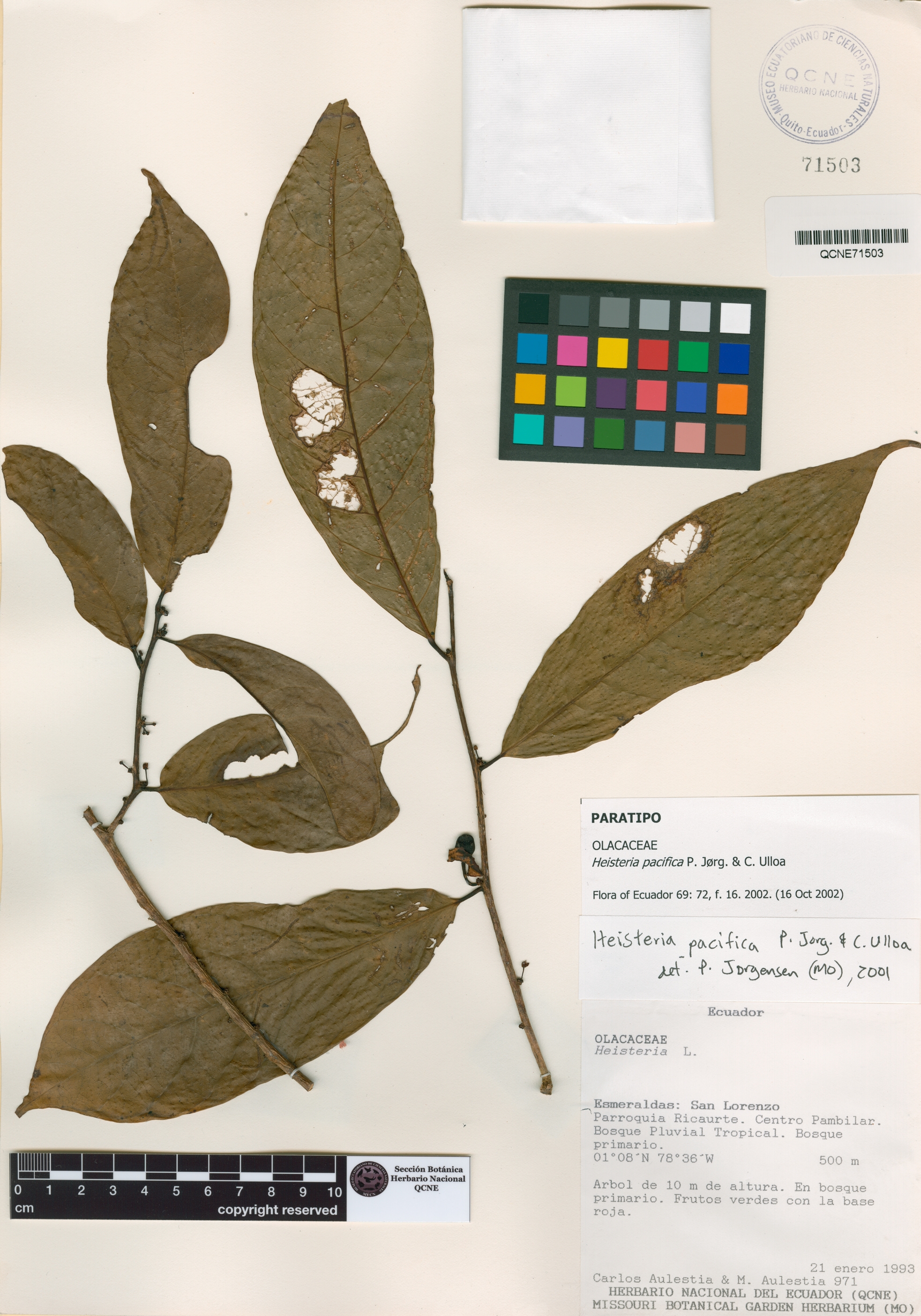 Heisteria pacifica image