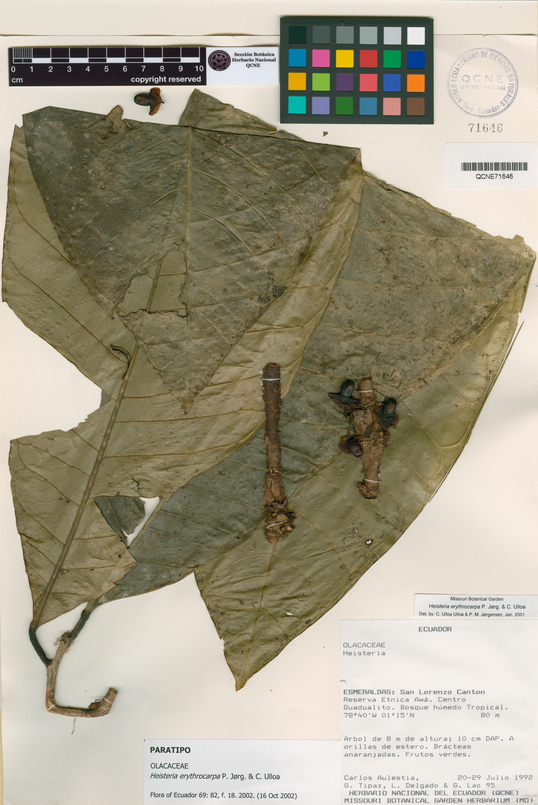 Heisteria erythrocarpa image