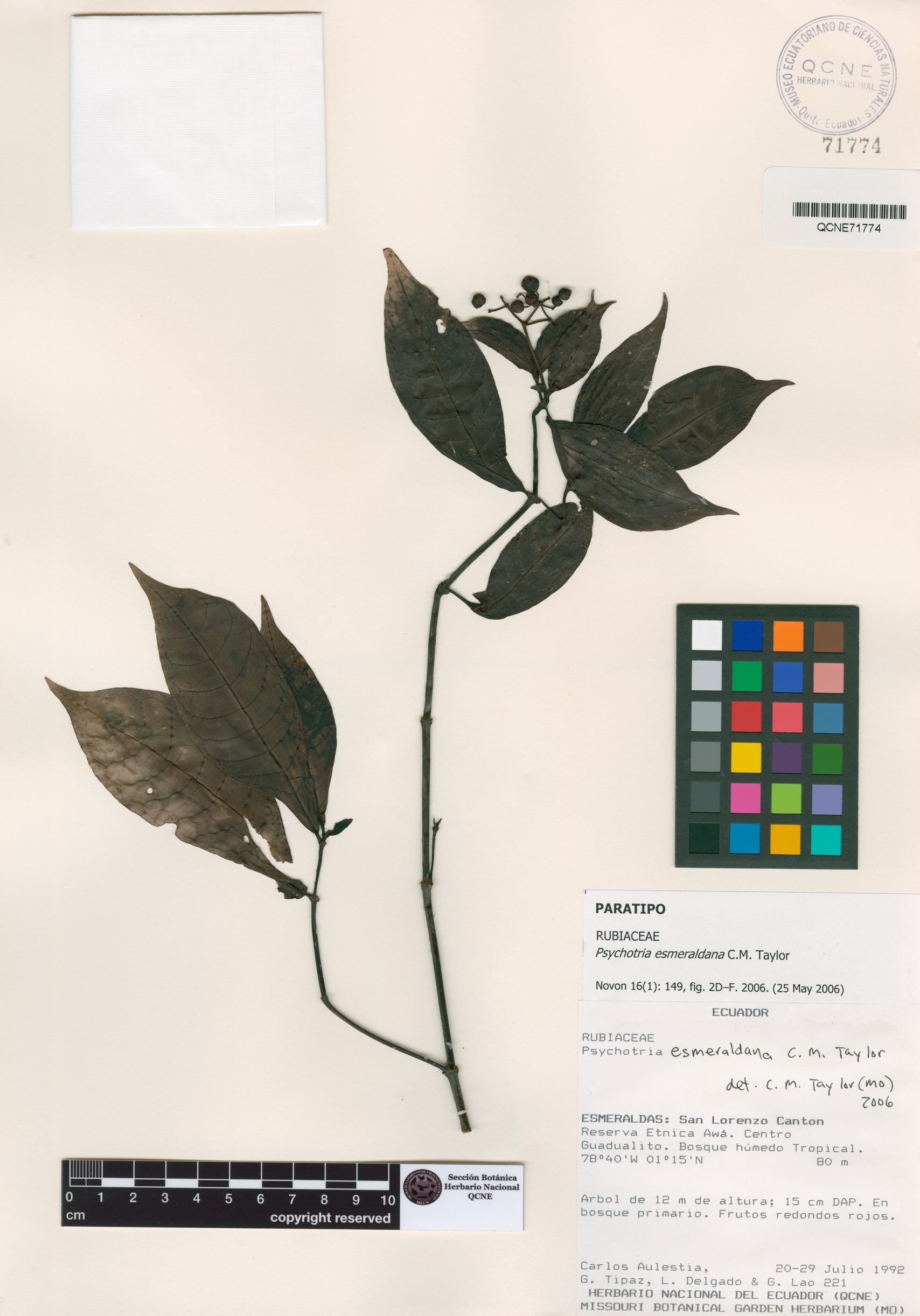 Psychotria esmeraldana image